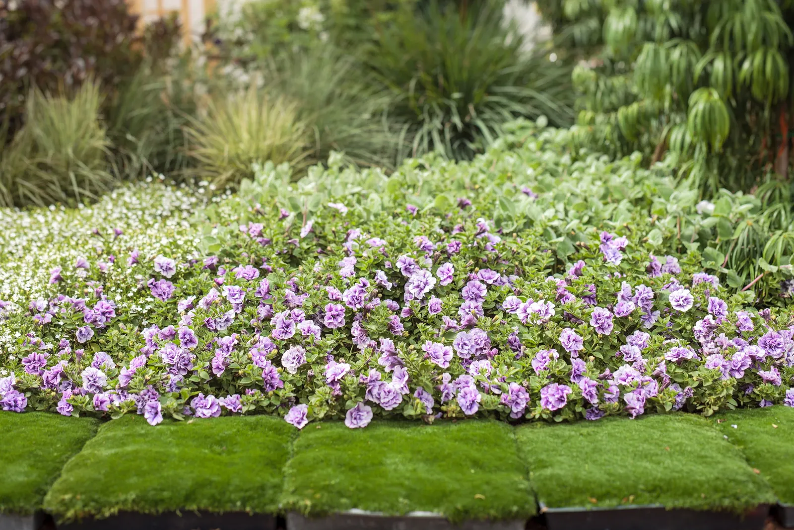 Double Twilight™ Double Calibrachoa — Part of the Proven Winners® Superbells® collection
