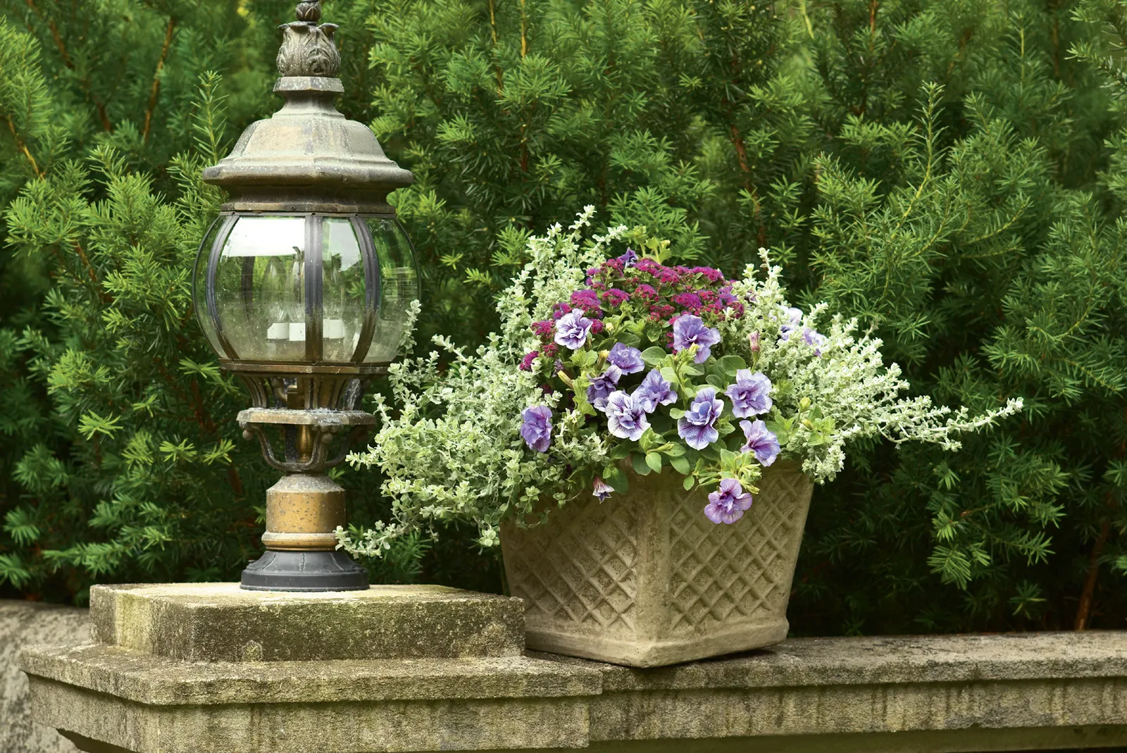 Double Twilight™ Double Calibrachoa — jewel-box quality in flower