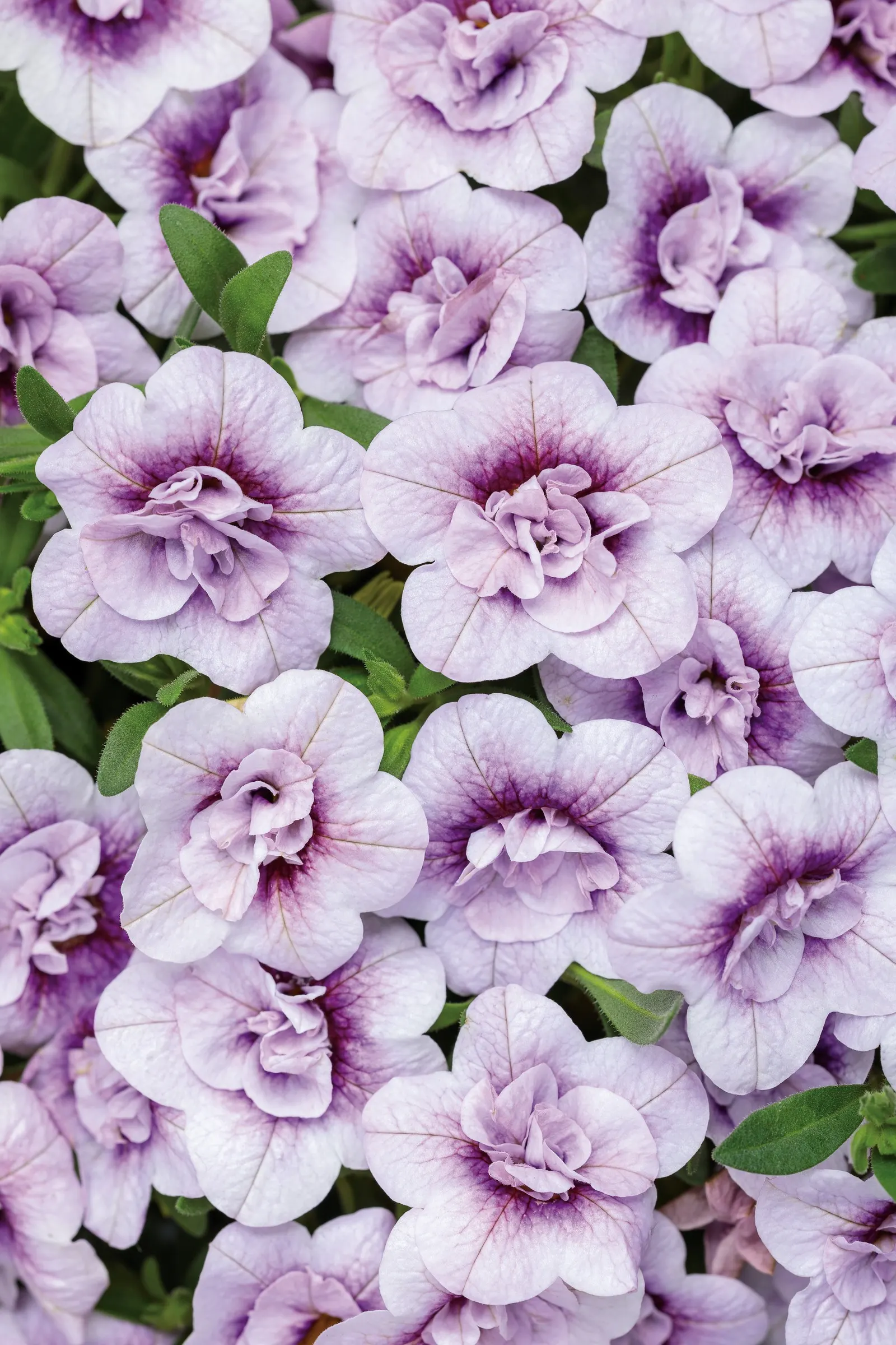 Double Twilight™ Double Calibrachoa — petunia-like blooms from planting until hard frost