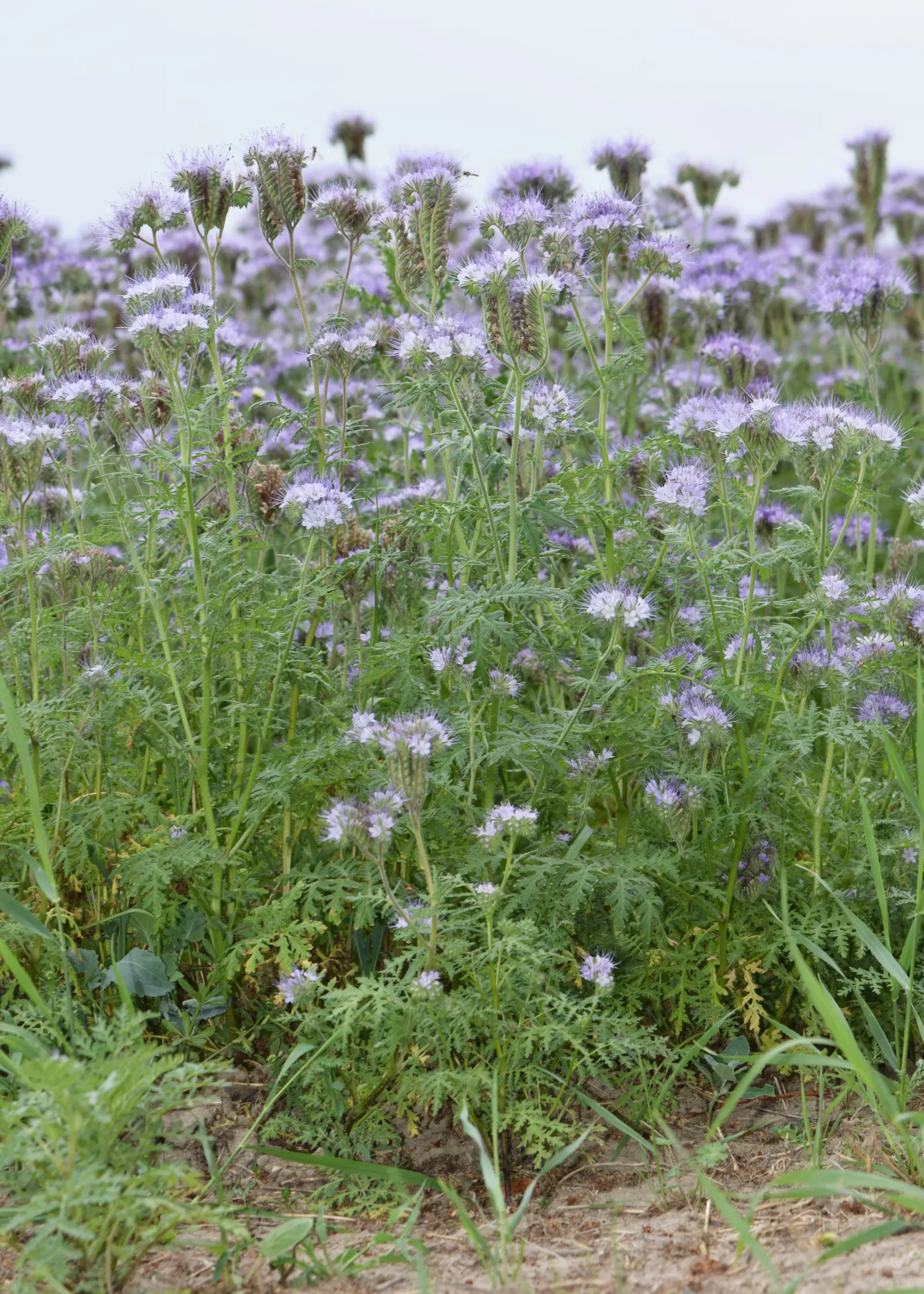 Tansy Leafed Phacelia (Phacelia Tanacetifolia) — fern-like leaves display a unique