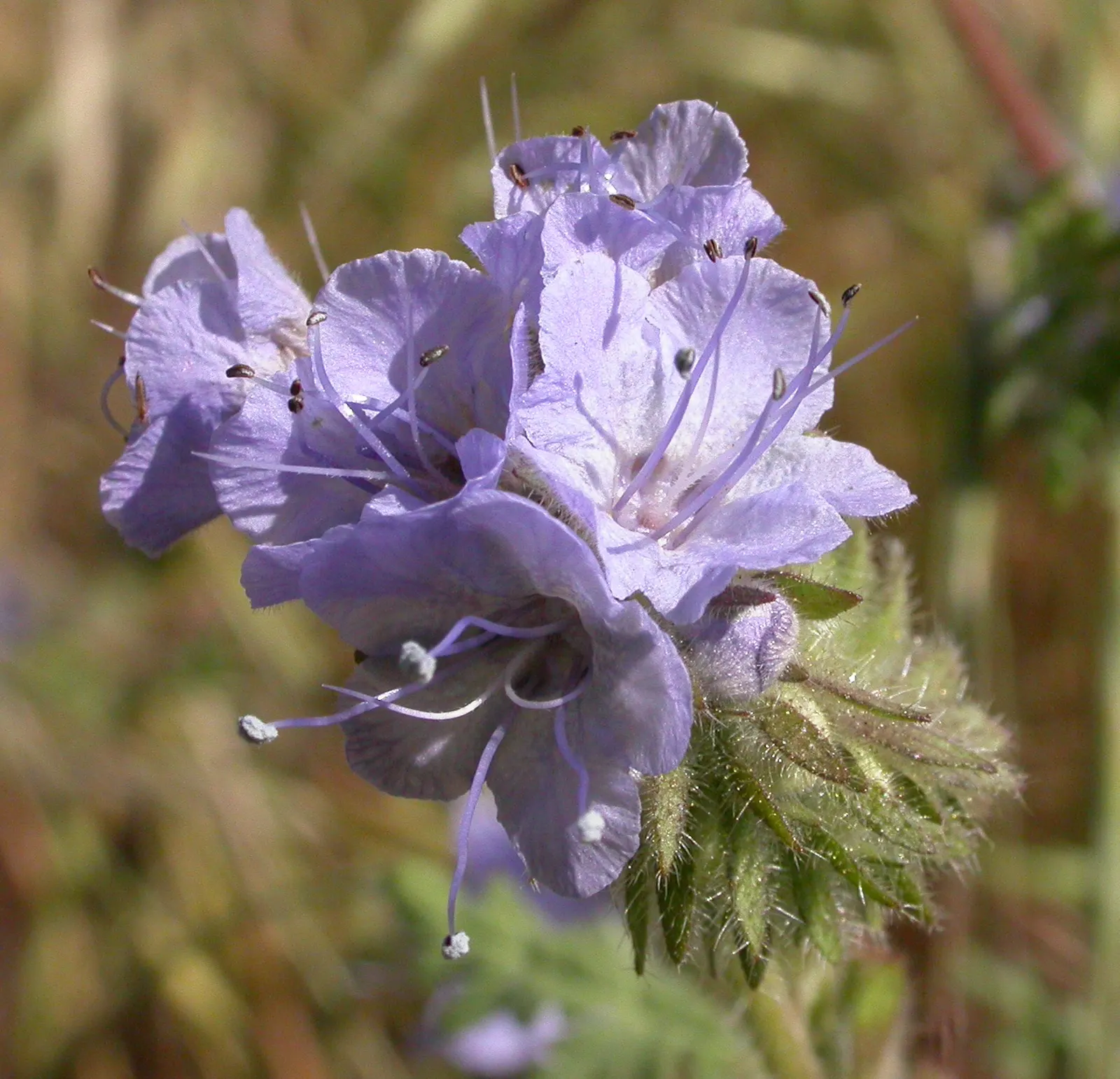 Tansy Leafed Phacelia (Phacelia Tanacetifolia) — Prefers full sun to partial shade in well-drained soils