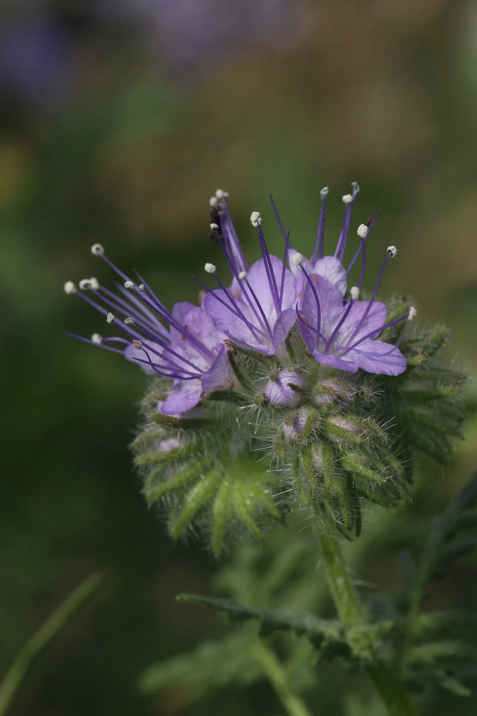 Tansy Leafed Phacelia (Phacelia Tanacetifolia) — commonly known as Tansy-leafed Phacelia or Blue Tansy