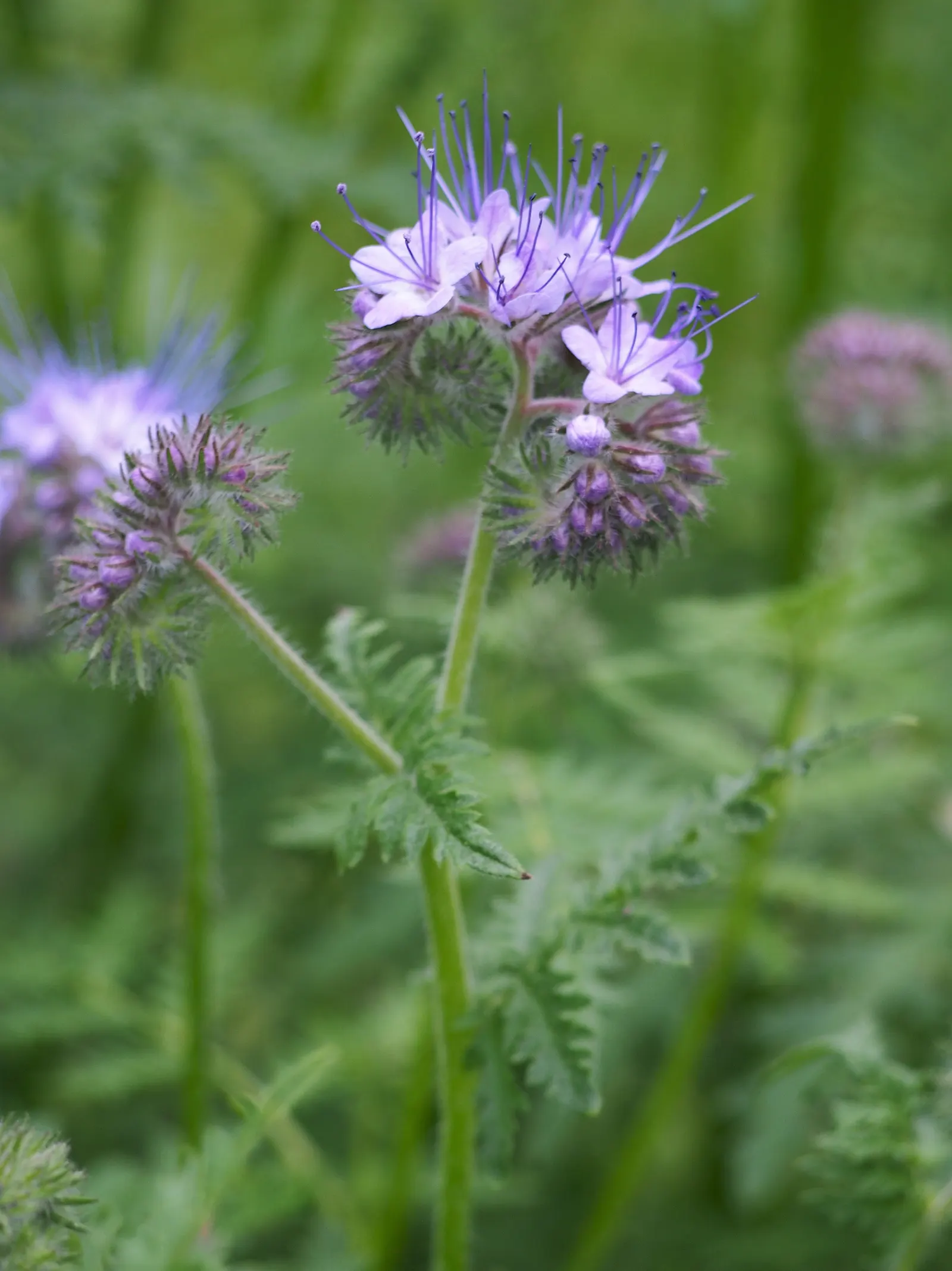 Tansy Leafed Phacelia (Phacelia Tanacetifolia) — thriving in USDA hardiness zones 3 through 10
