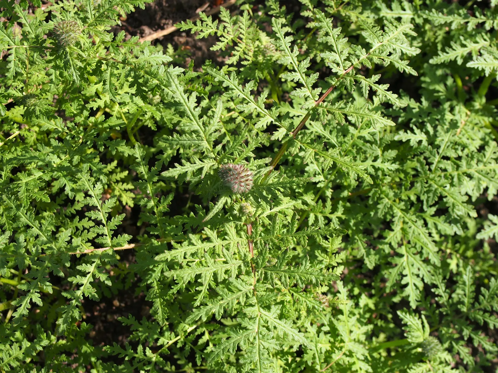 Tansy Leafed Phacelia (Phacelia Tanacetifolia) — annual with blue blooms; thus enhancing the ecosystem value of the garden.<br><br>Adaptable to a variety of