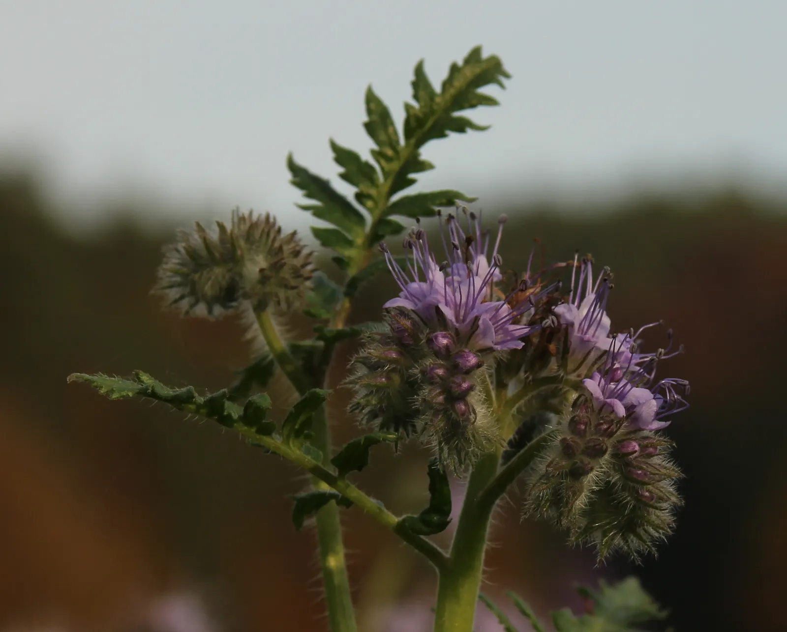 Tansy Leafed Phacelia (Phacelia Tanacetifolia) — blue flowers in the garden; this species typically reaches a height of 1 to 2 feet with a similar, image 79