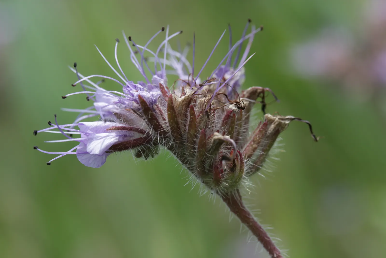Tansy Leafed Phacelia (Phacelia Tanacetifolia) — though it is not typically aggressive.<br><br>For the client's knowledge; making the plant a, image 76