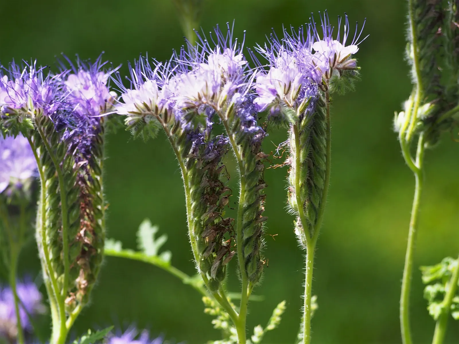 Tansy Leafed Phacelia (Phacelia Tanacetifolia) — commonly known as Tansy-leafed Phacelia or Blue Tansy; annual with blue blooms, image 62