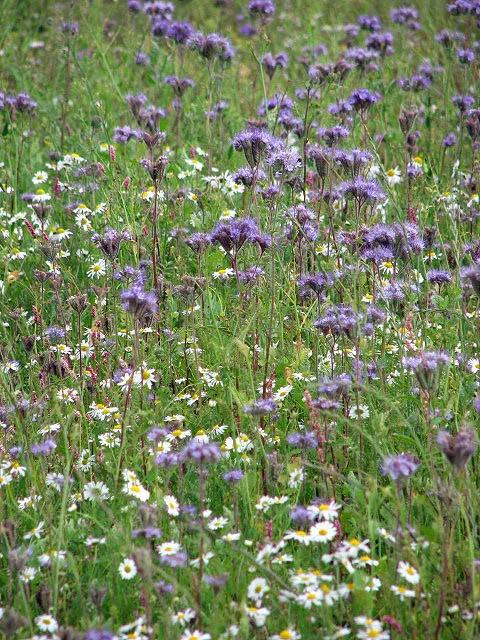 Tansy Leafed Phacelia (Phacelia Tanacetifolia) — It's a choice plant to instill a cottage-garden feel or lend softness to structured designs; it, image 105
