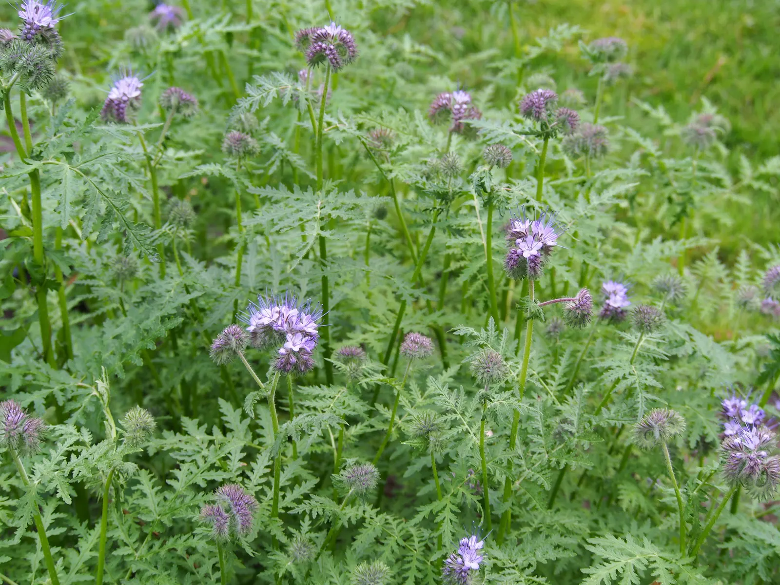 Tansy Leafed Phacelia (Phacelia Tanacetifolia) — fern-like leaves display a unique; annual for full, image 93