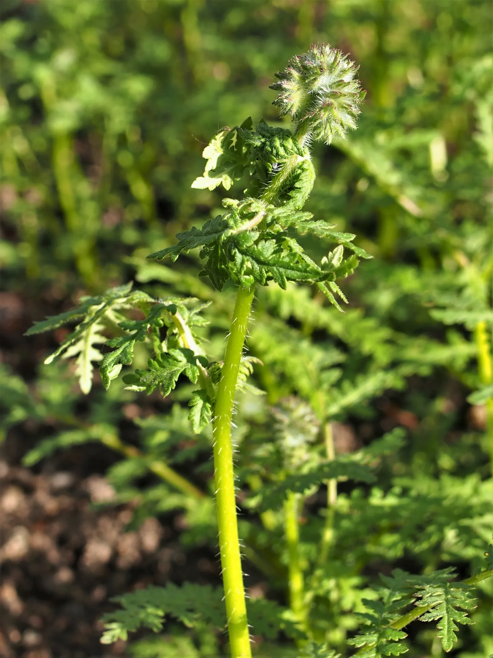 Tansy Leafed Phacelia (Phacelia Tanacetifolia) — it attracts bees and beneficial insects, image 86