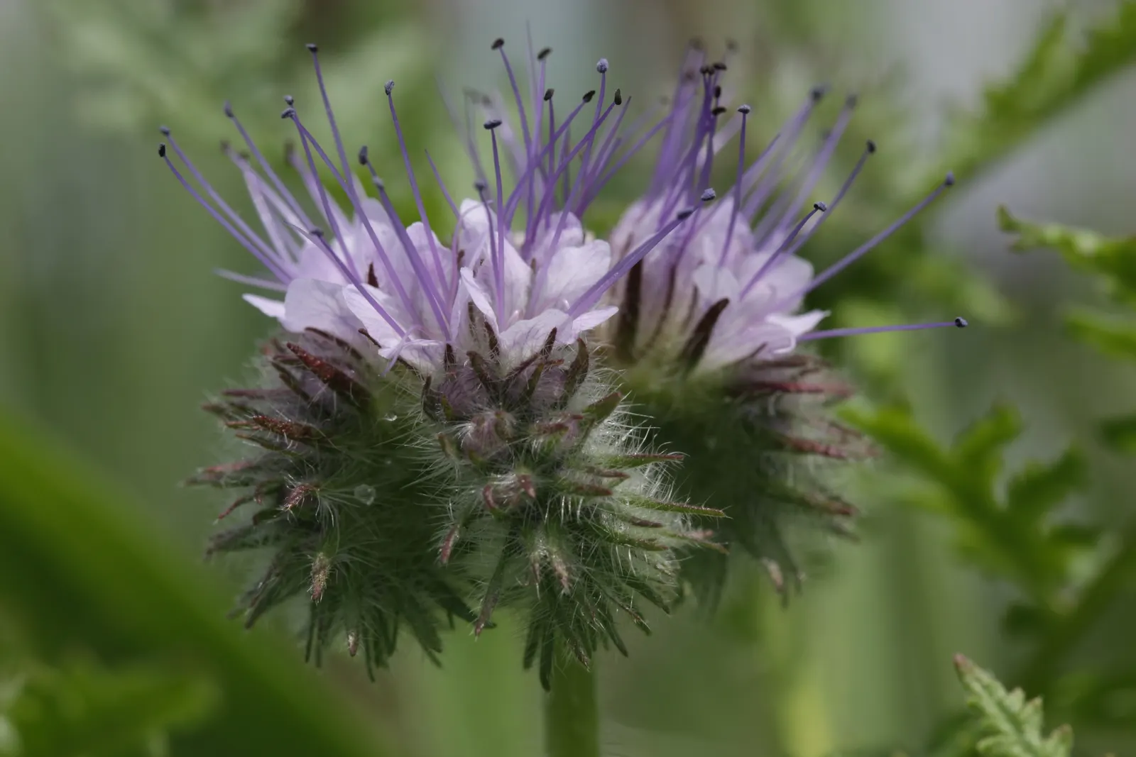 Tansy Leafed Phacelia (Phacelia Tanacetifolia) — usually about 0.5 inches across