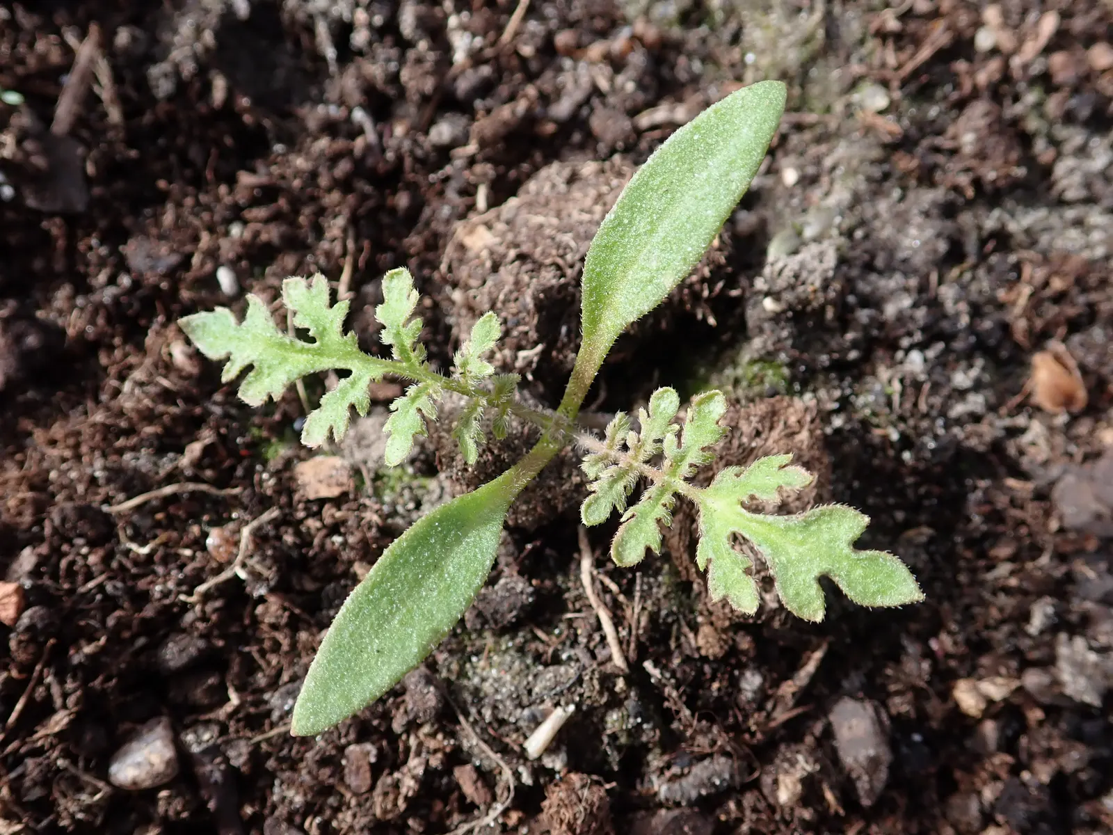 Tansy Leafed Phacelia (Phacelia Tanacetifolia) — This species typically reaches a height of 1 to 2 feet with a similar spread; which bloom profusely from late
