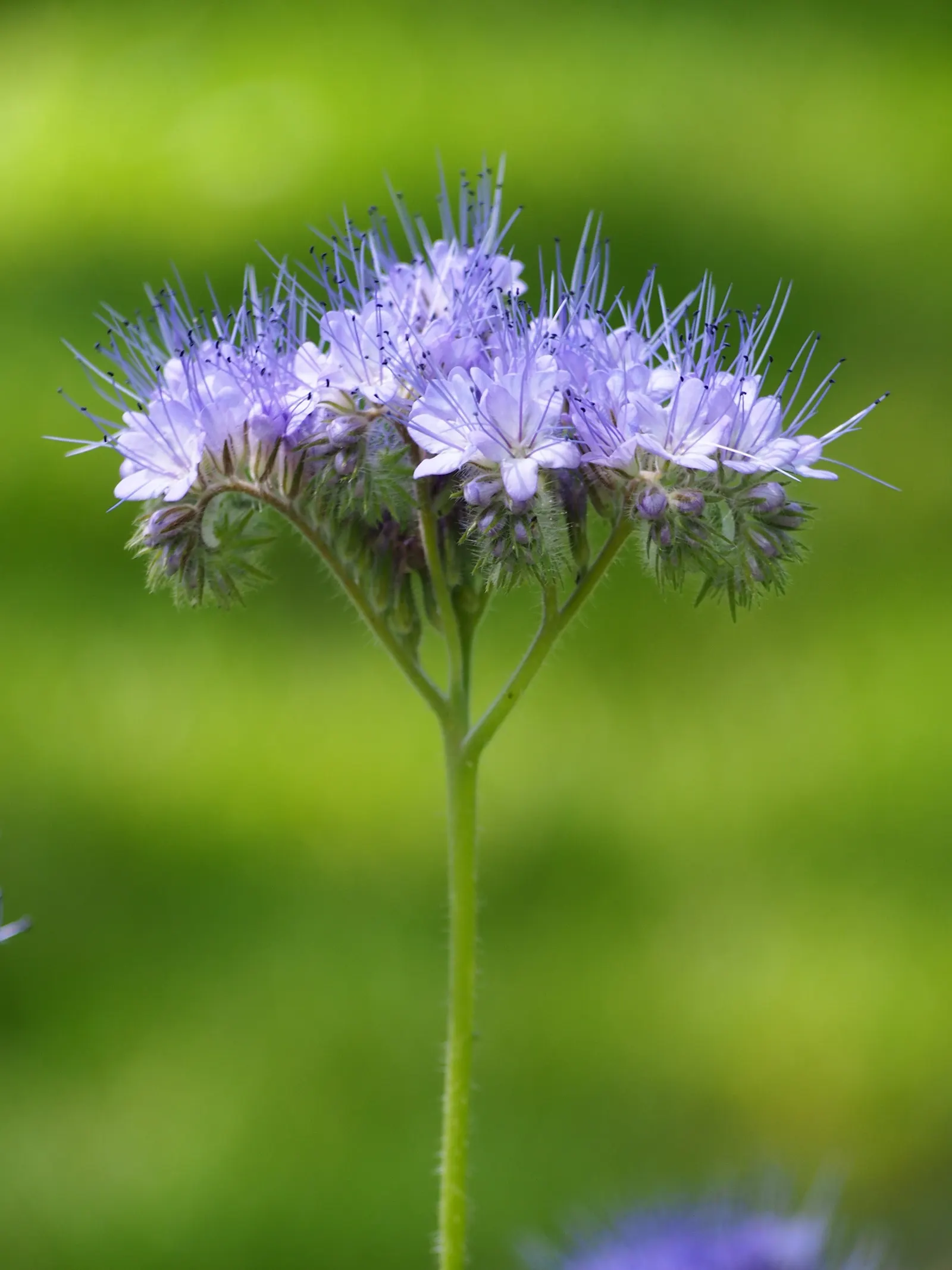 Tansy Leafed Phacelia (Phacelia Tanacetifolia) — this Phacelia prefers well-drained soils and is moderately drought-tolerant once established
