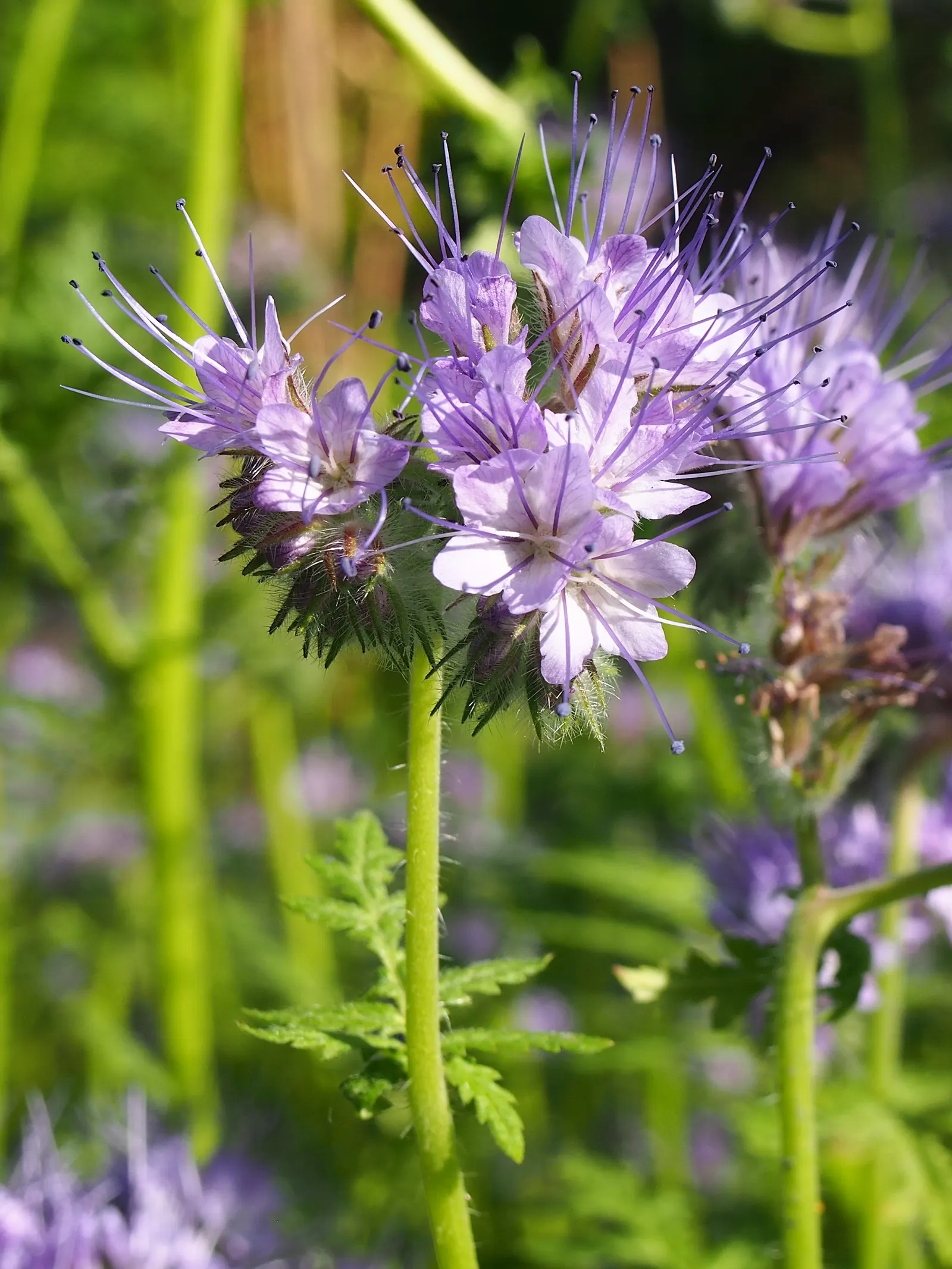 Tansy Leafed Phacelia (Phacelia Tanacetifolia) — is an annual herb that boasts both ornamental appeal and functional benefits in a landscape design; making it