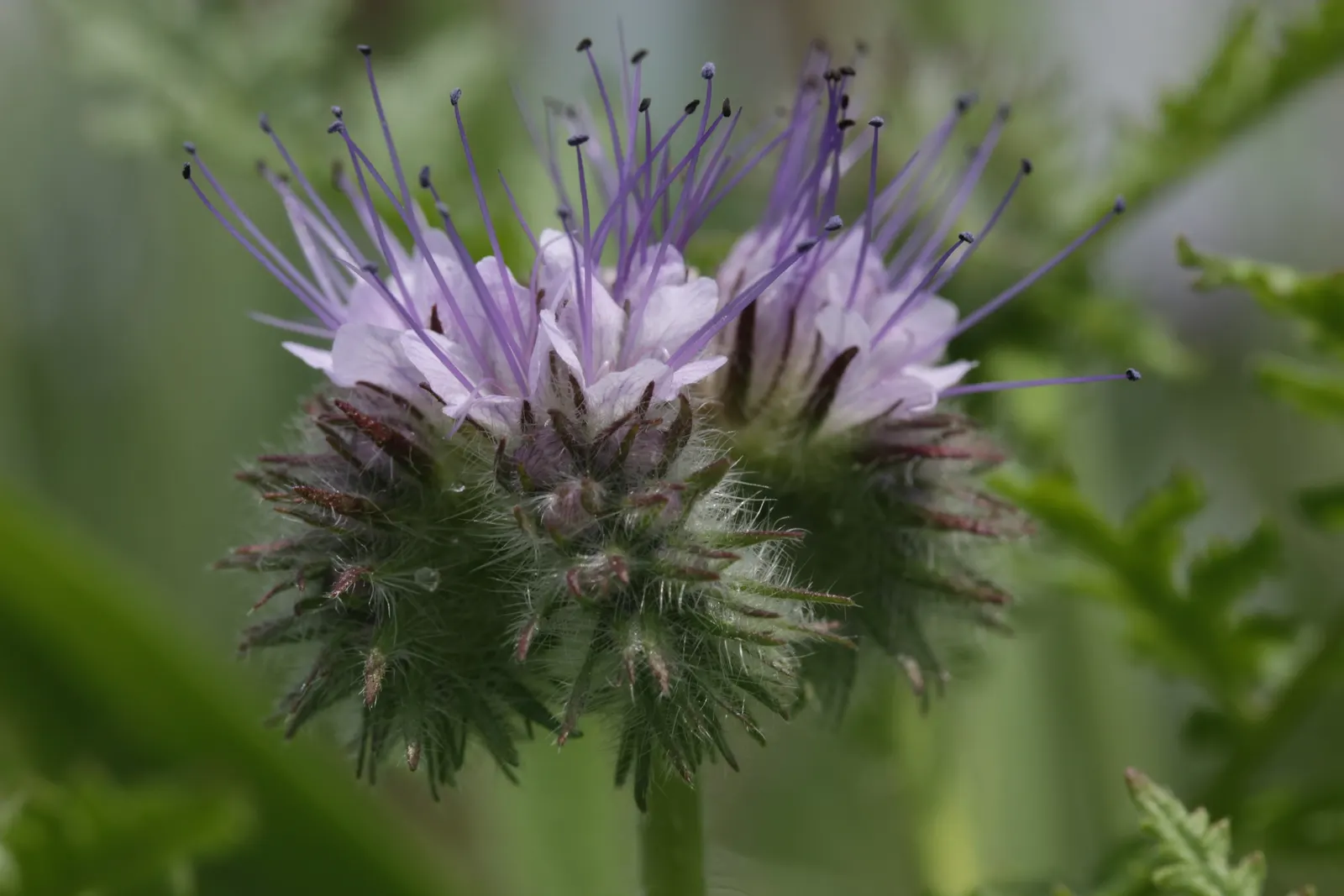 Tansy Leafed Phacelia (Phacelia Tanacetifolia) — it can naturalize if conditions are favorable; is an annual herb that boasts both ornamental, image 75