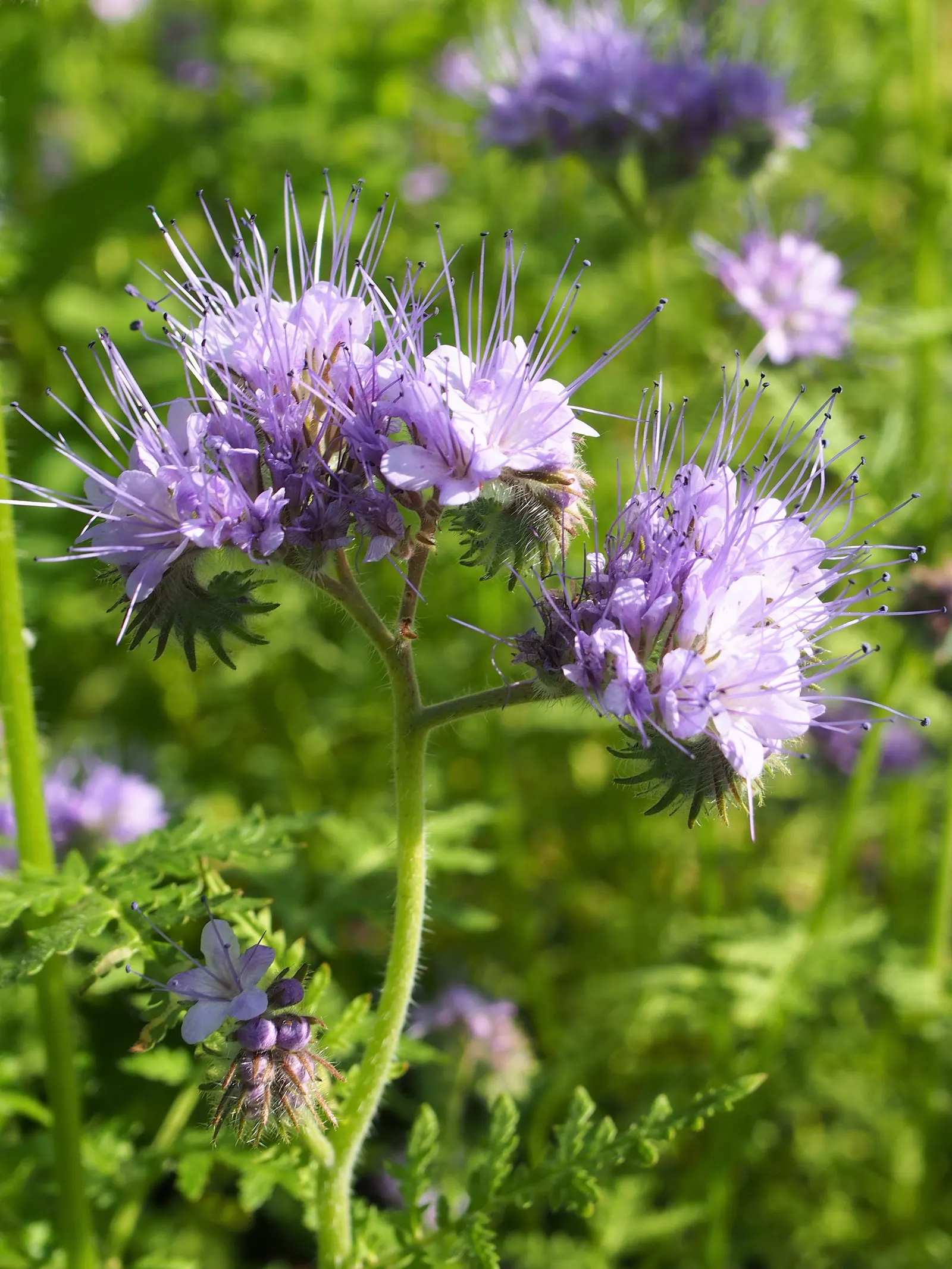 Tansy Leafed Phacelia (Phacelia Tanacetifolia) — annual for full