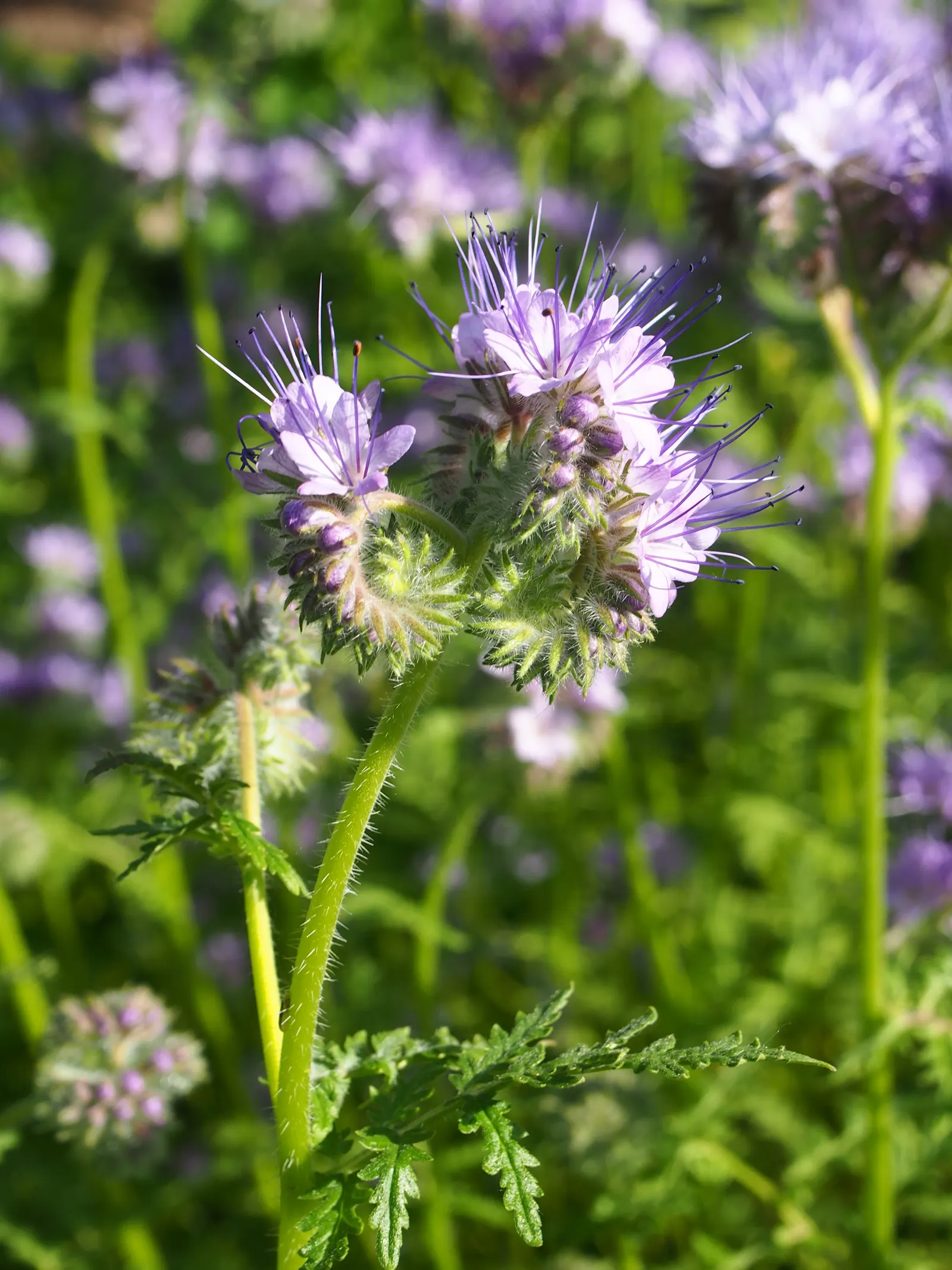 Tansy Leafed Phacelia (Phacelia Tanacetifolia) — fern-like leaves and clusters of lavender to violet bell-shaped flowers; thriving in USDA, image 56