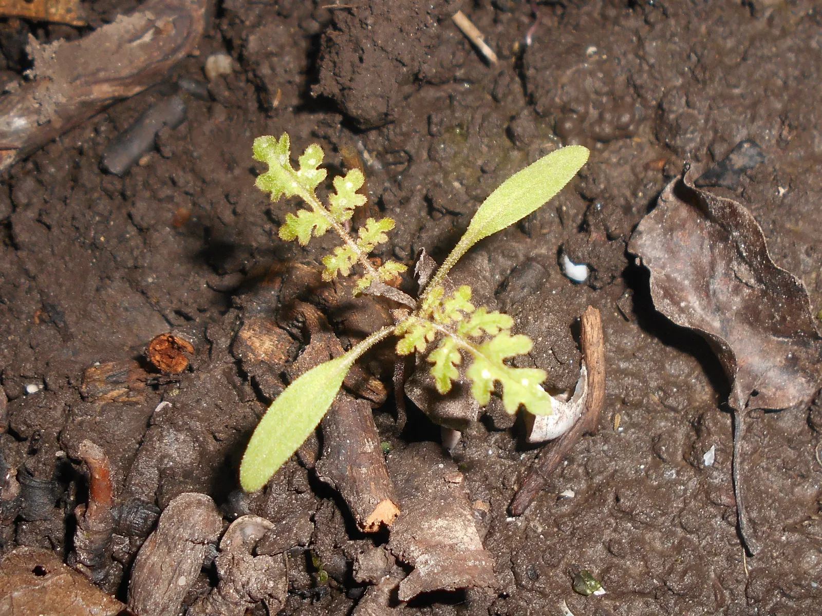 Tansy Leafed Phacelia (Phacelia Tanacetifolia) — thus enhancing the ecosystem value of the garden.<br><br>Adaptable to a variety of soil types, image 98