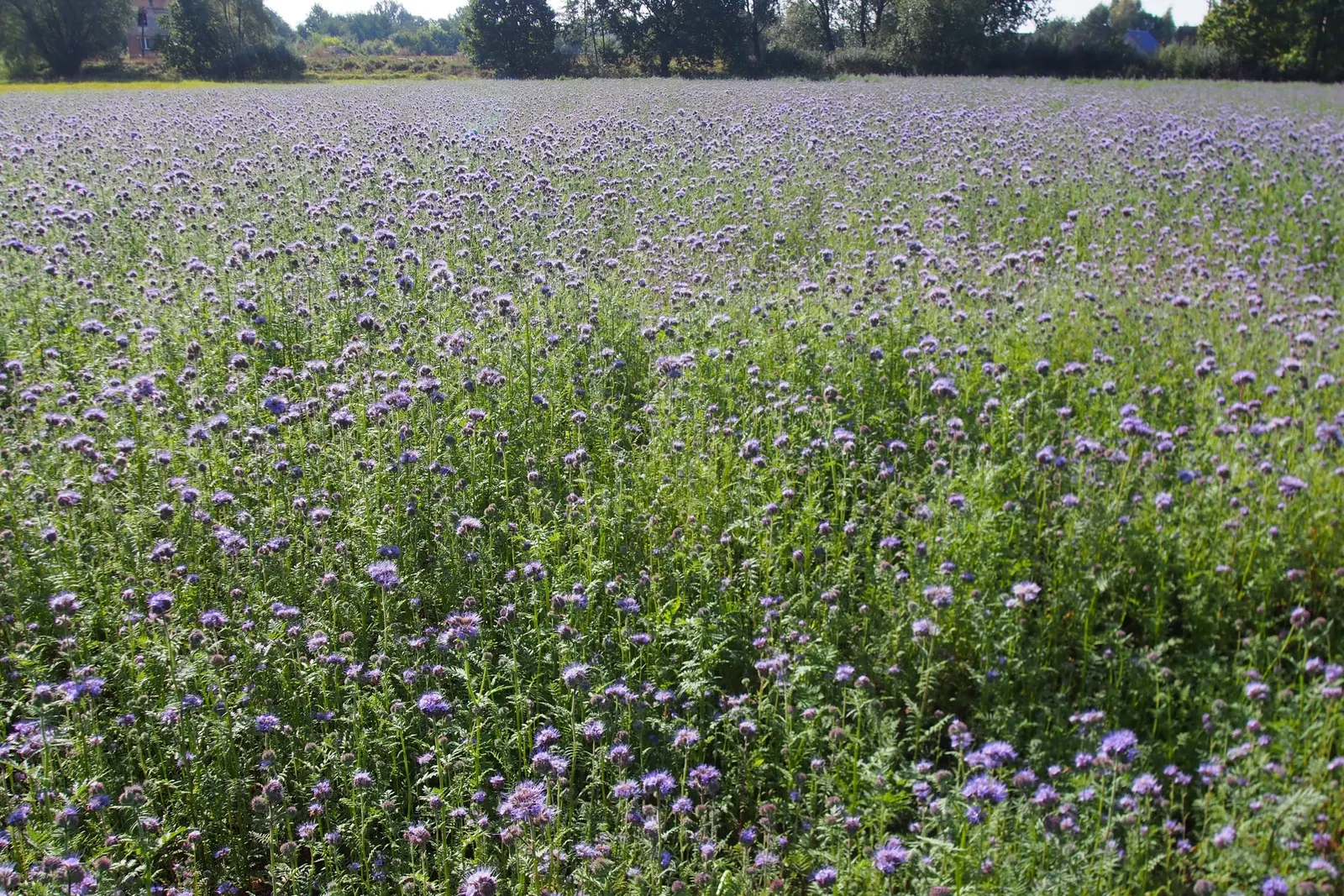 Tansy Leafed Phacelia (Phacelia Tanacetifolia) — which bloom profusely from late spring to early summer; prefers full sun to partial shade in, image 67