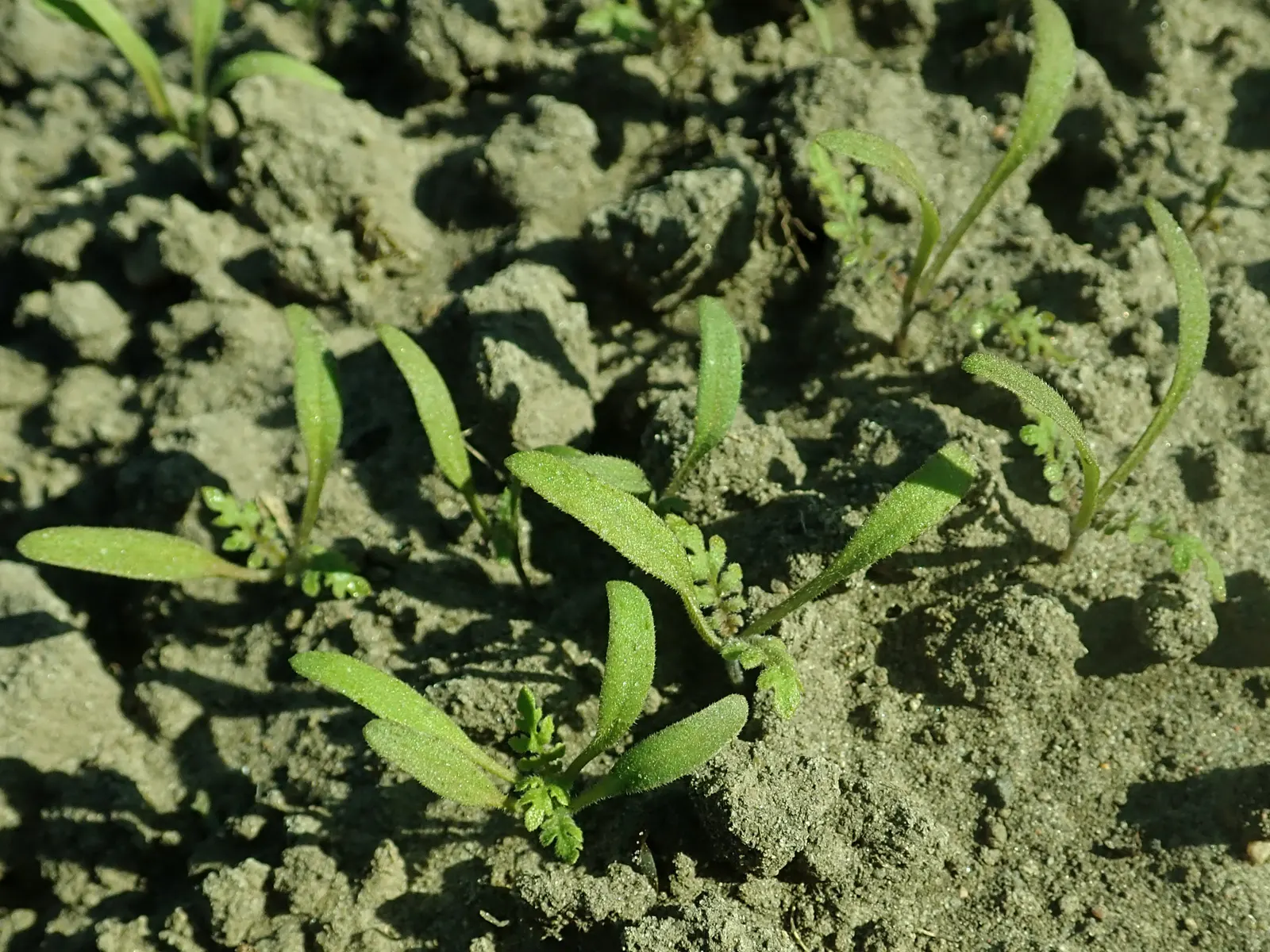 Tansy Leafed Phacelia (Phacelia Tanacetifolia) — fern-like leaves display a unique; annual for full, image 120
