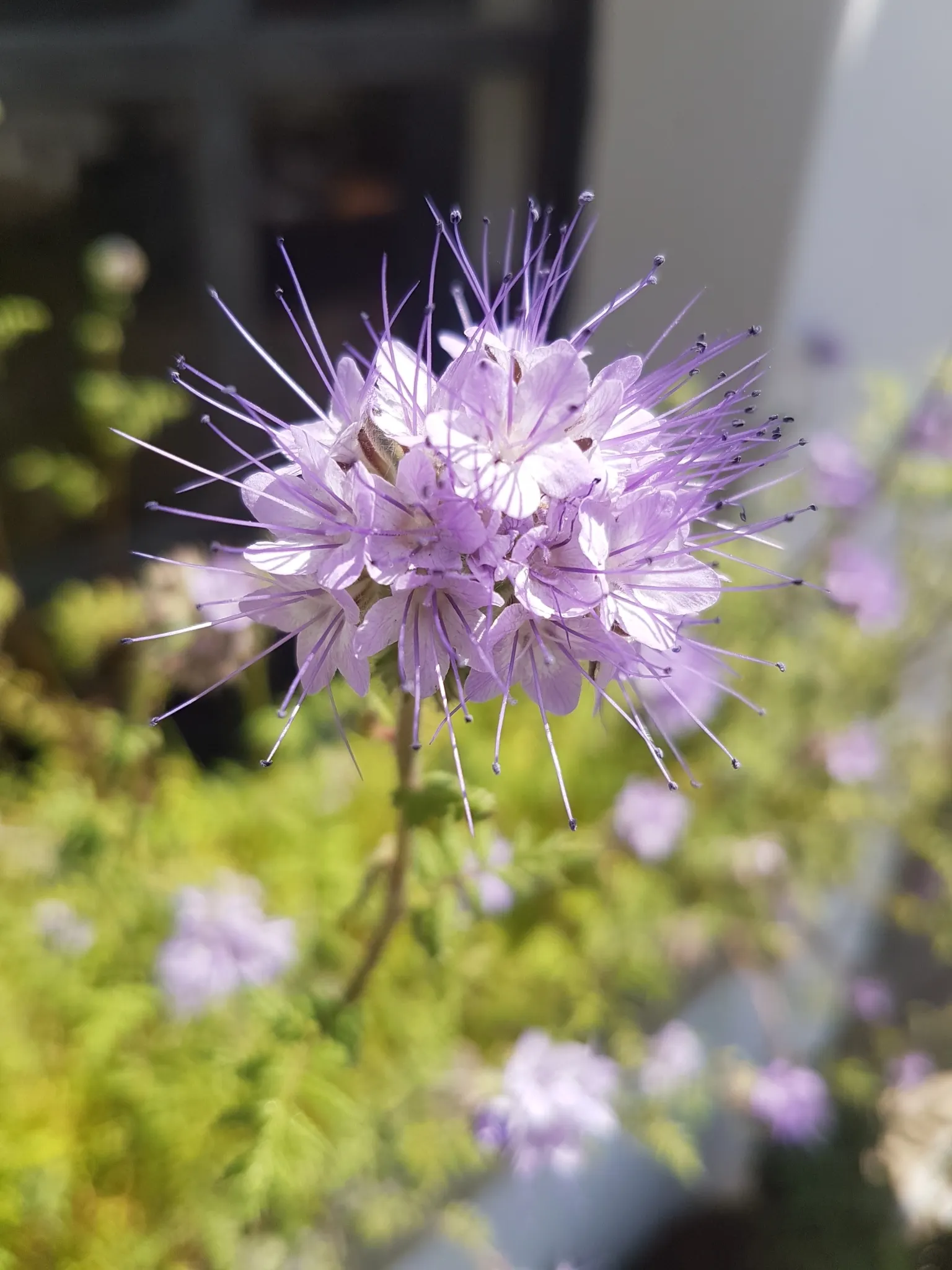 Tansy Leafed Phacelia (Phacelia Tanacetifolia) — it reaches a height of 1 to 2 feet and a spread of up to 1 foot; this Phacelia prefers well-drained soils and
