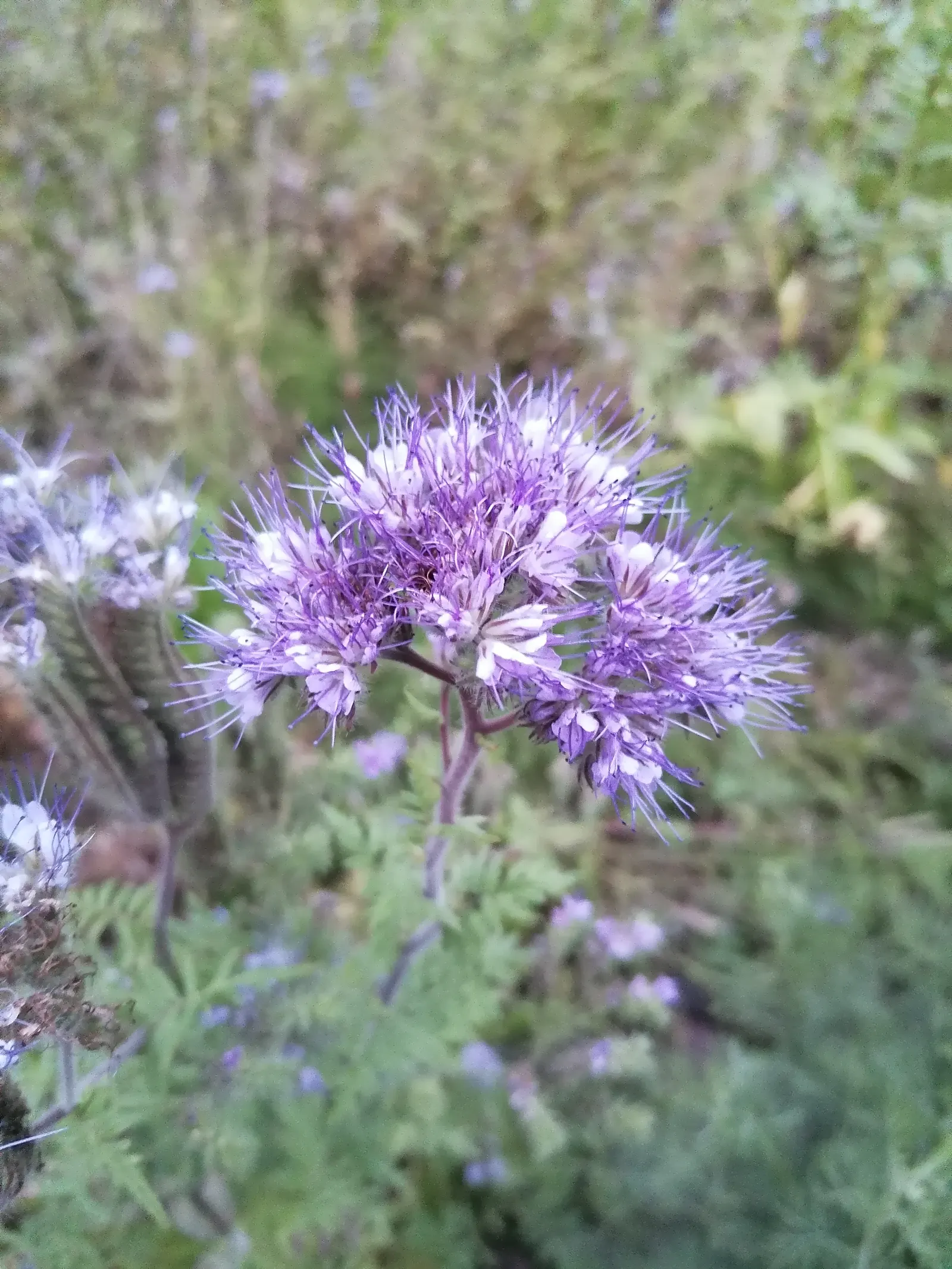 Tansy Leafed Phacelia (Phacelia Tanacetifolia) — provide a rich nectar source; it can naturalize if conditions are favorable, image 69