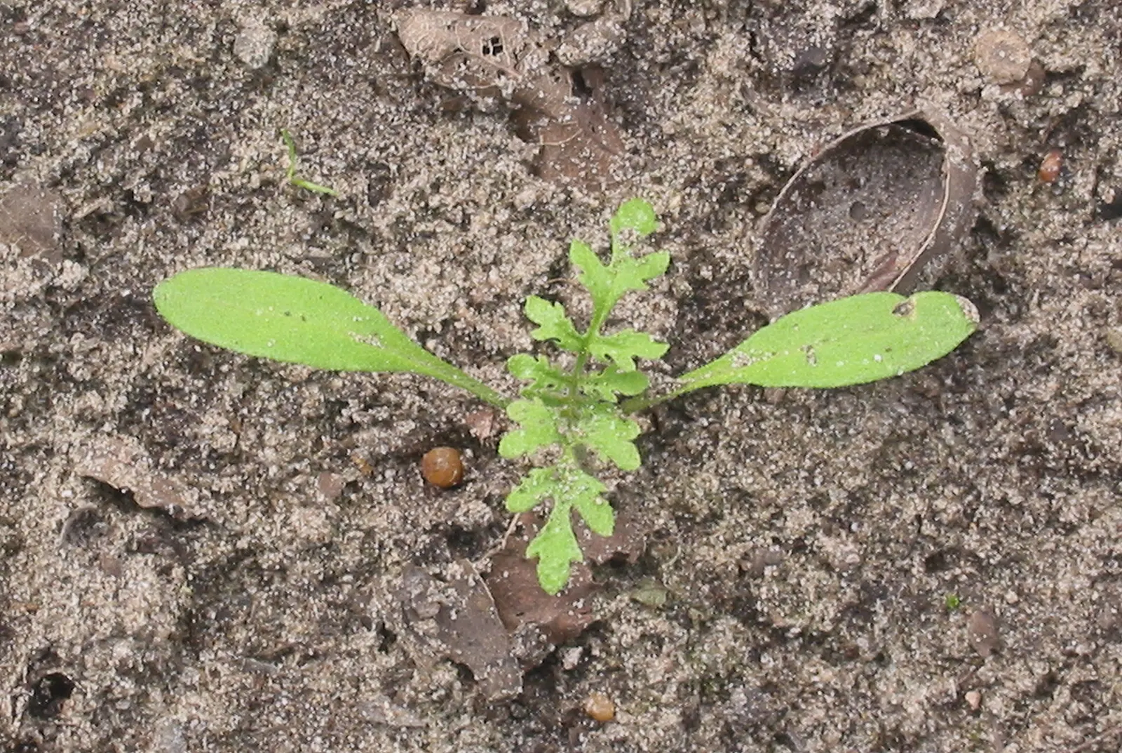 Tansy Leafed Phacelia (Phacelia Tanacetifolia) — Phacelia tanacetifolia, known as Tansy-leafed Phacelia, is an annual herbaceous plant; blooming, image 55