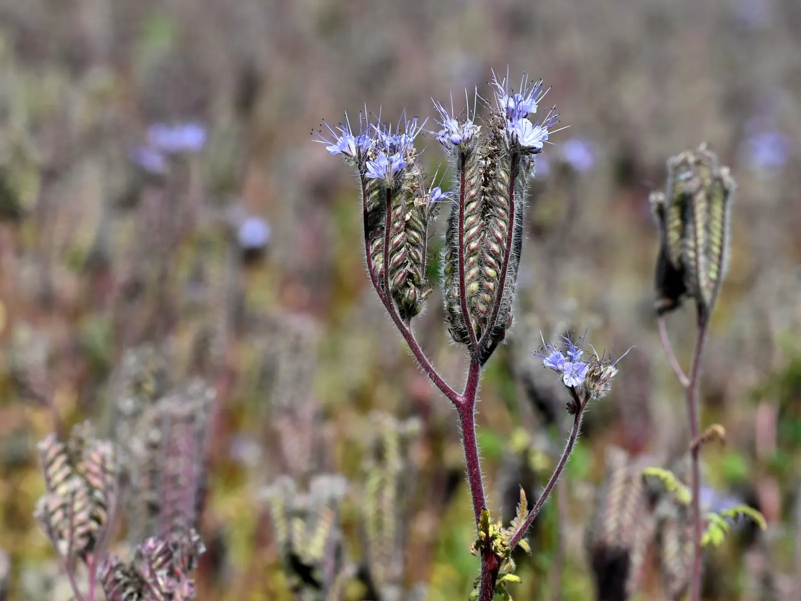 Tansy Leafed Phacelia (Phacelia Tanacetifolia) — making it suitable for xeriscapes or water-wise gardens