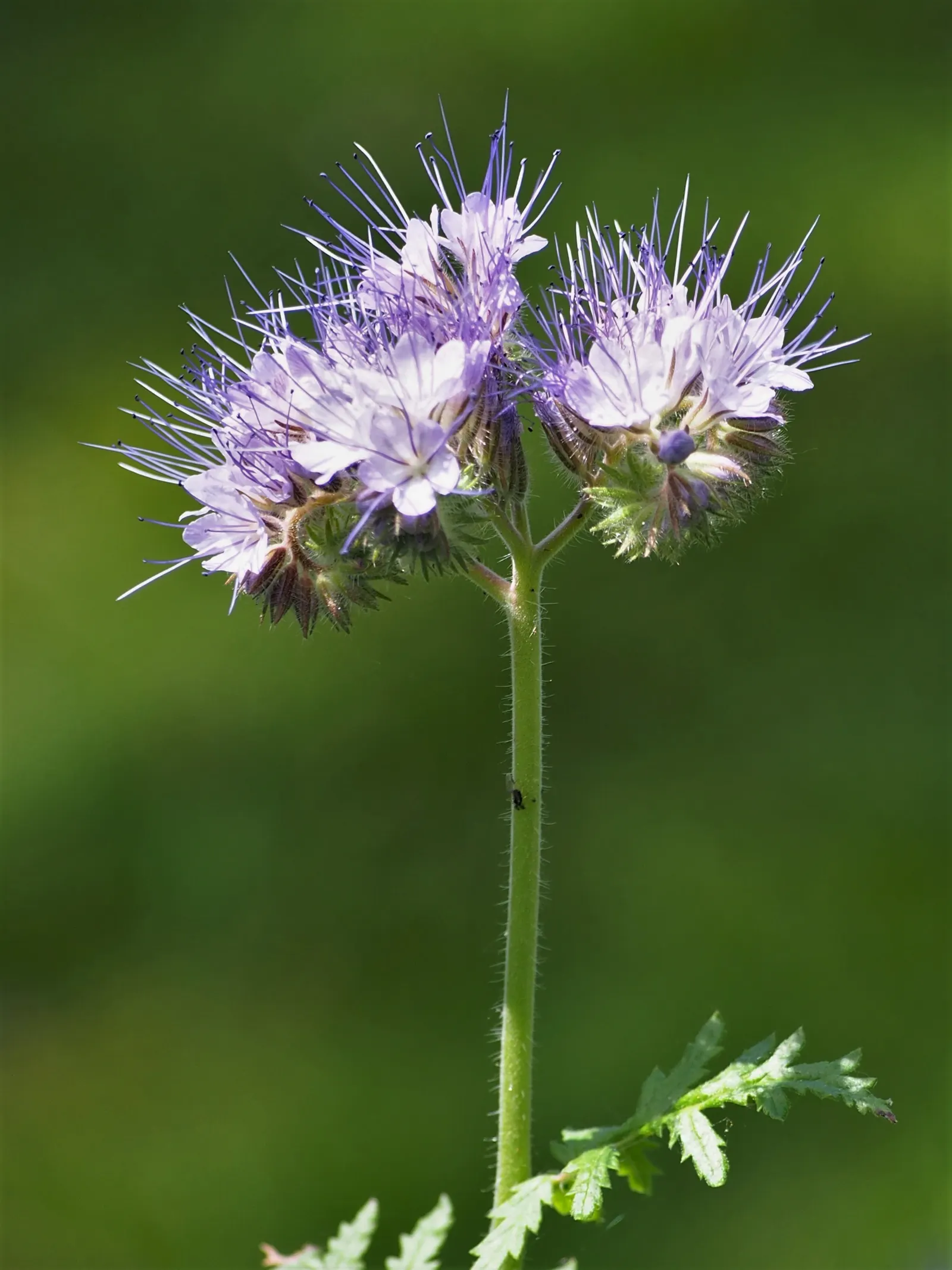 Tansy Leafed Phacelia (Phacelia Tanacetifolia) — usually about 0.5 inches across, image 41