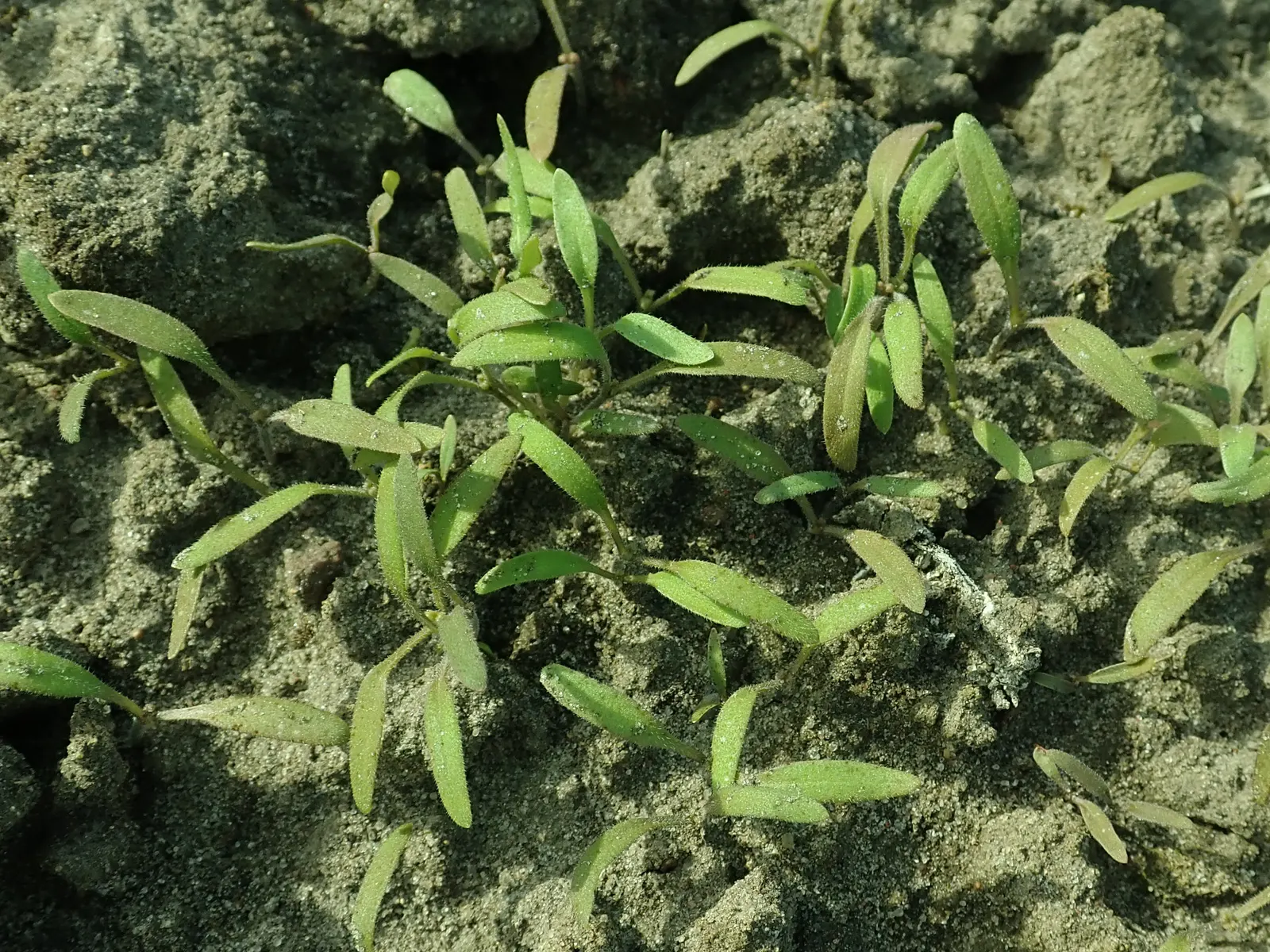 Tansy Leafed Phacelia (Phacelia Tanacetifolia) — it can naturalize if conditions are favorable; is an annual herb that boasts both ornamental, image 102