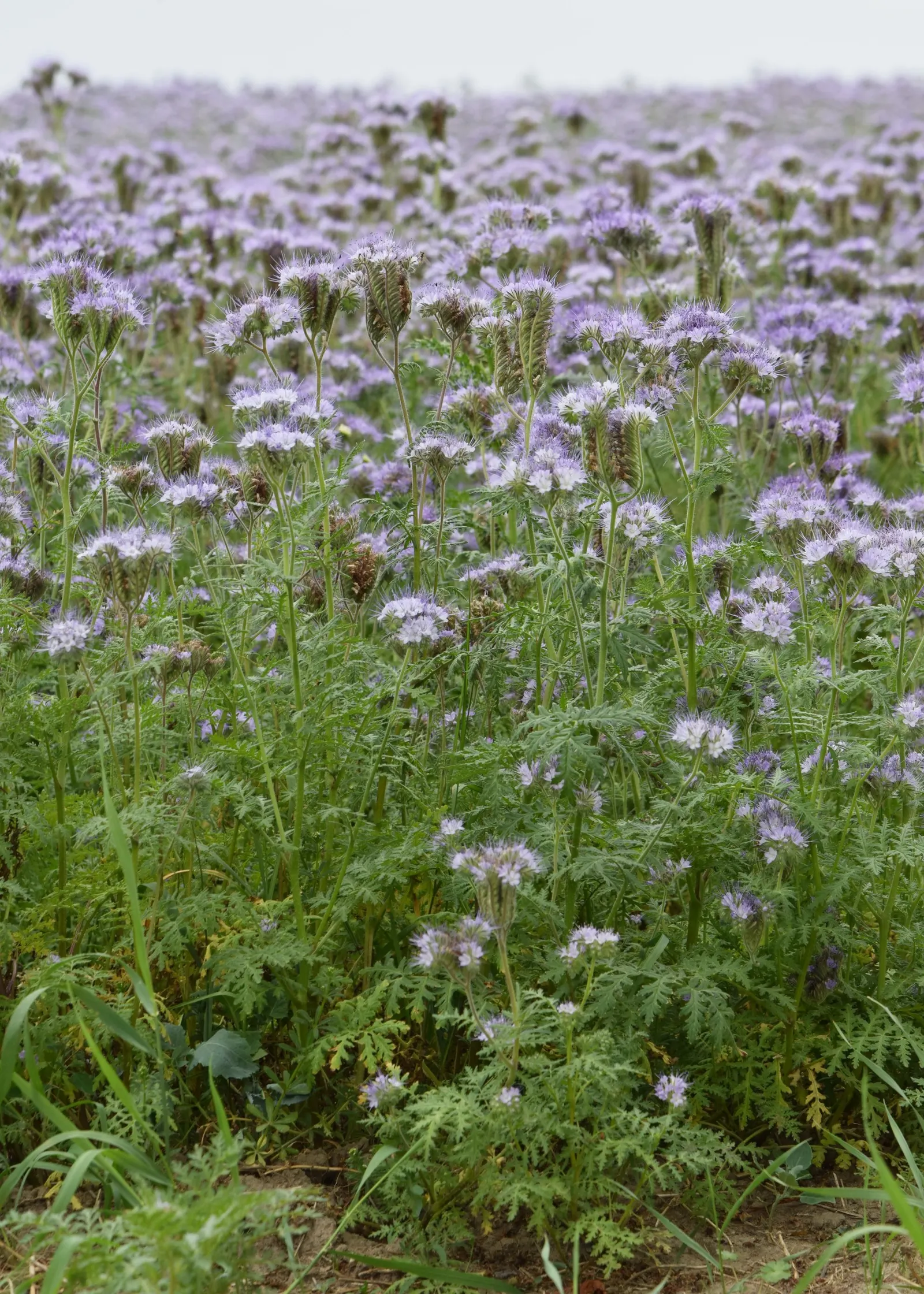 Tansy Leafed Phacelia (Phacelia Tanacetifolia) — it can naturalize if conditions are favorable
