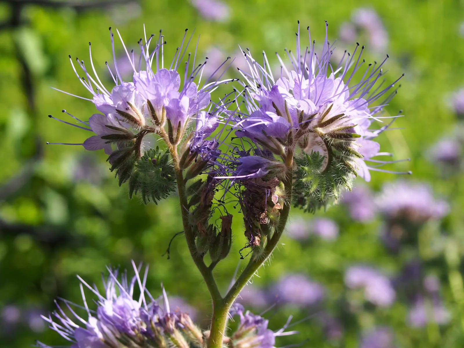 Tansy Leafed Phacelia (Phacelia Tanacetifolia) — annual with blue blooms; thus enhancing the ecosystem value of the garden.<br><br>Adaptable to a, image 80