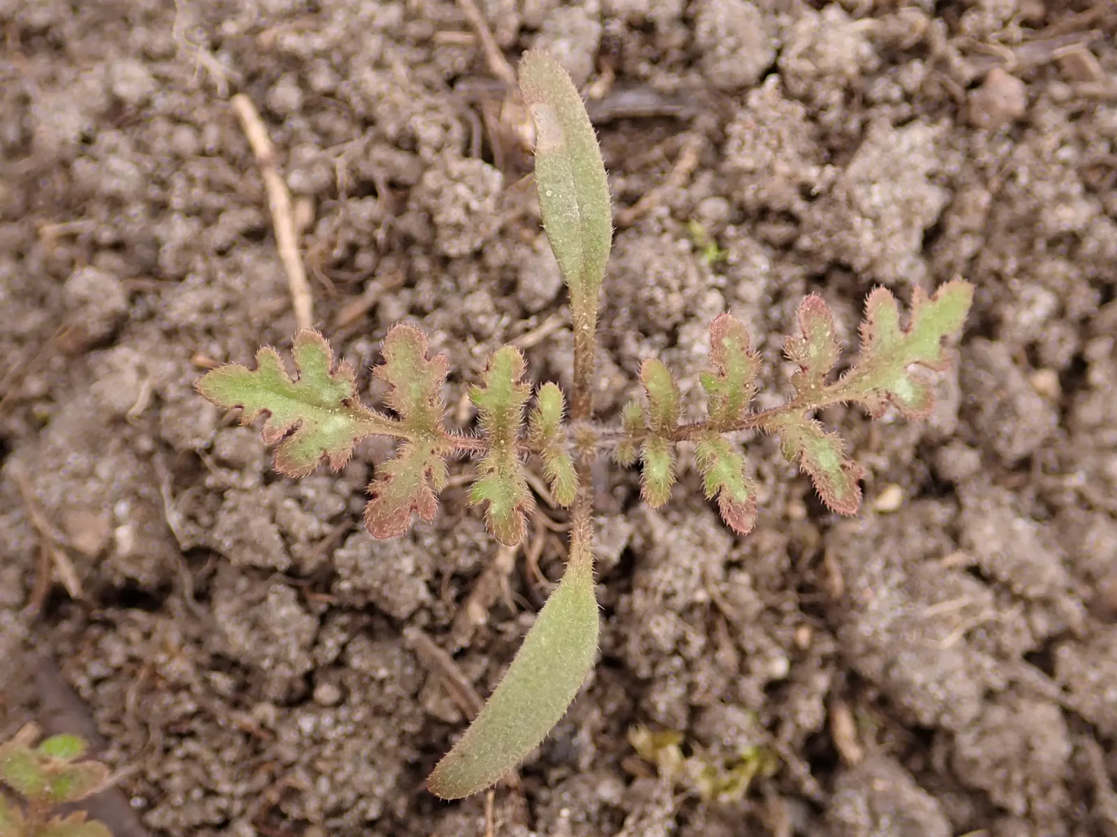 Tansy Leafed Phacelia (Phacelia Tanacetifolia) — Blooming from late spring into summer; blue flowers in the garden, image 112
