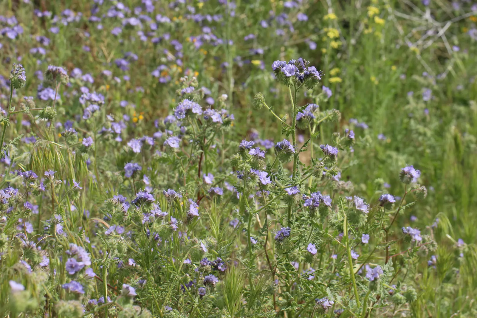 Tansy Leafed Phacelia (Phacelia Tanacetifolia) — this Phacelia prefers well-drained soils and is moderately drought-tolerant once established, image 72