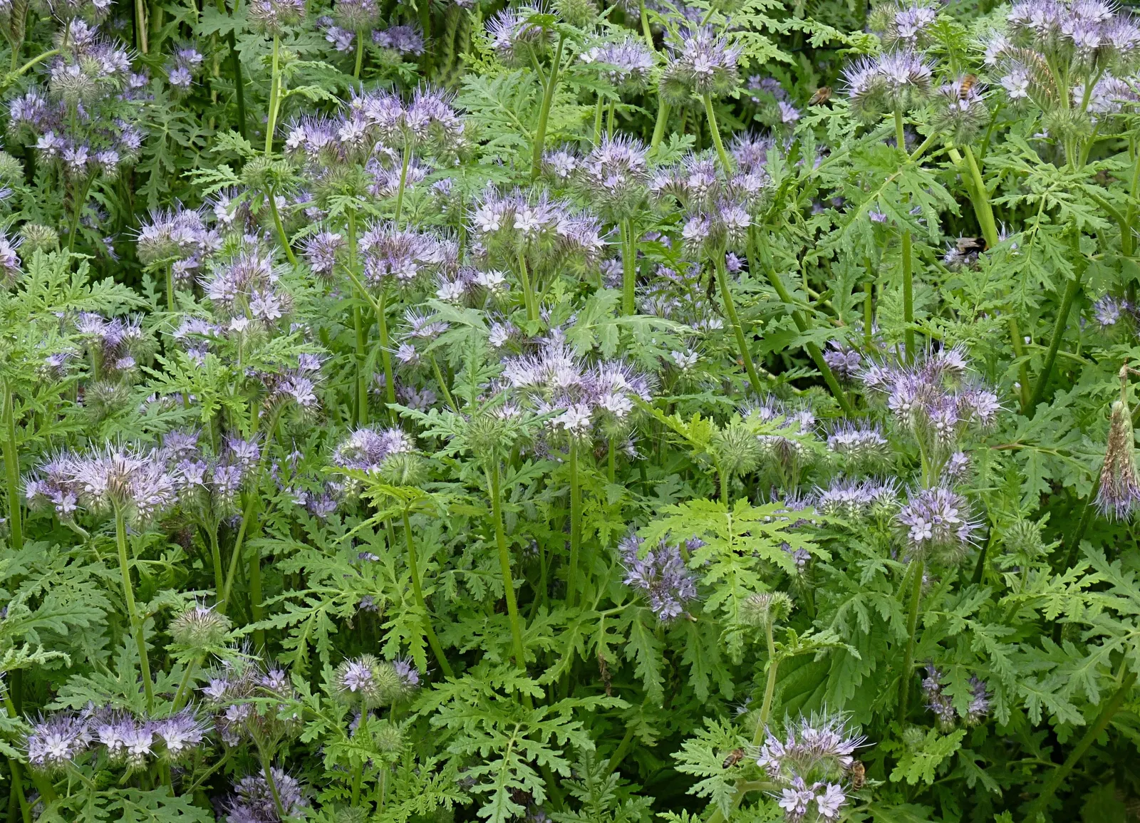 Tansy Leafed Phacelia (Phacelia Tanacetifolia) — making the plant a magnet for beneficial pollinators like bees and butterflies; phacelia tanacetifolia, known