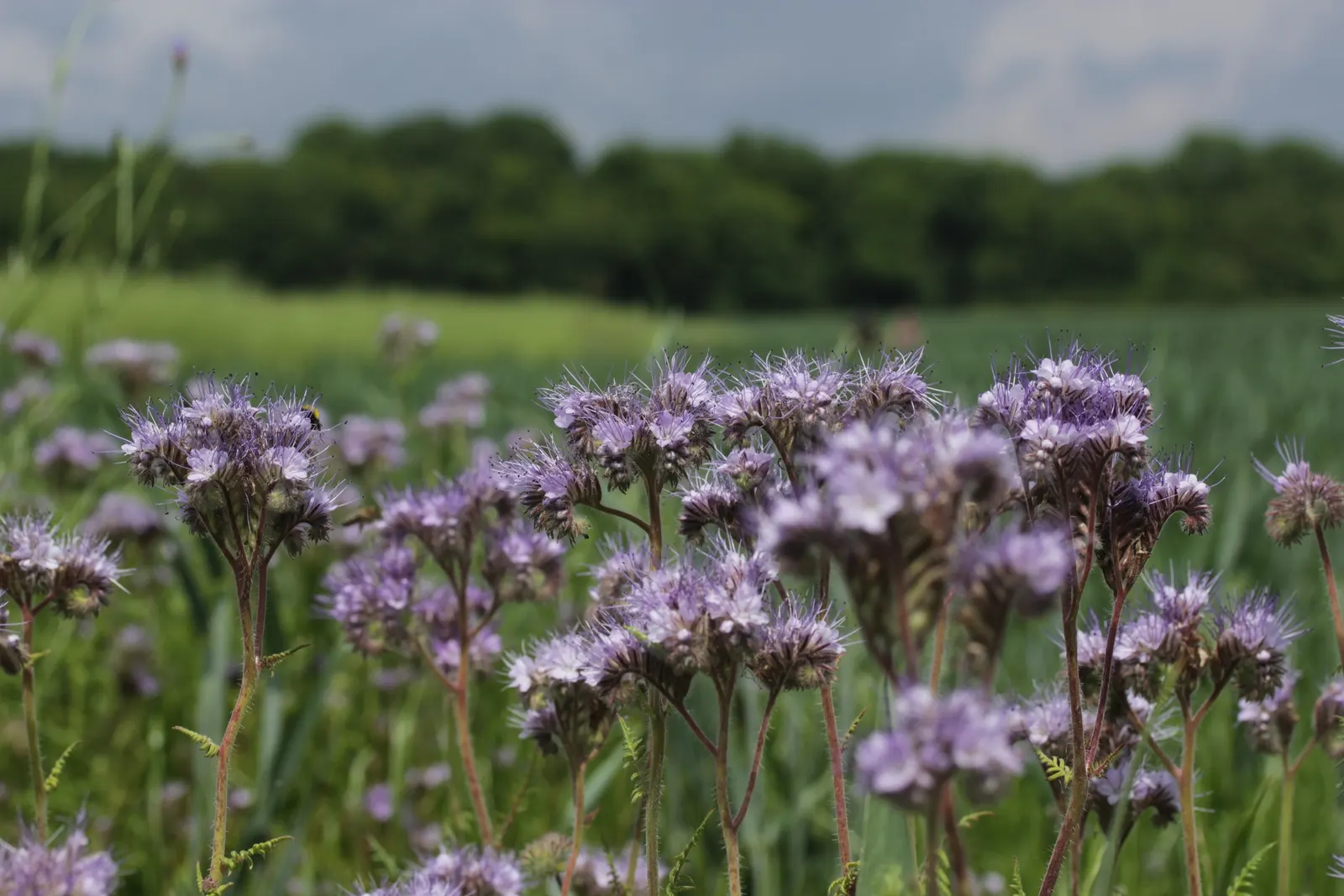 Tansy Leafed Phacelia (Phacelia Tanacetifolia) — which bloom profusely from late spring to early summer; prefers full sun to partial shade in, image 94