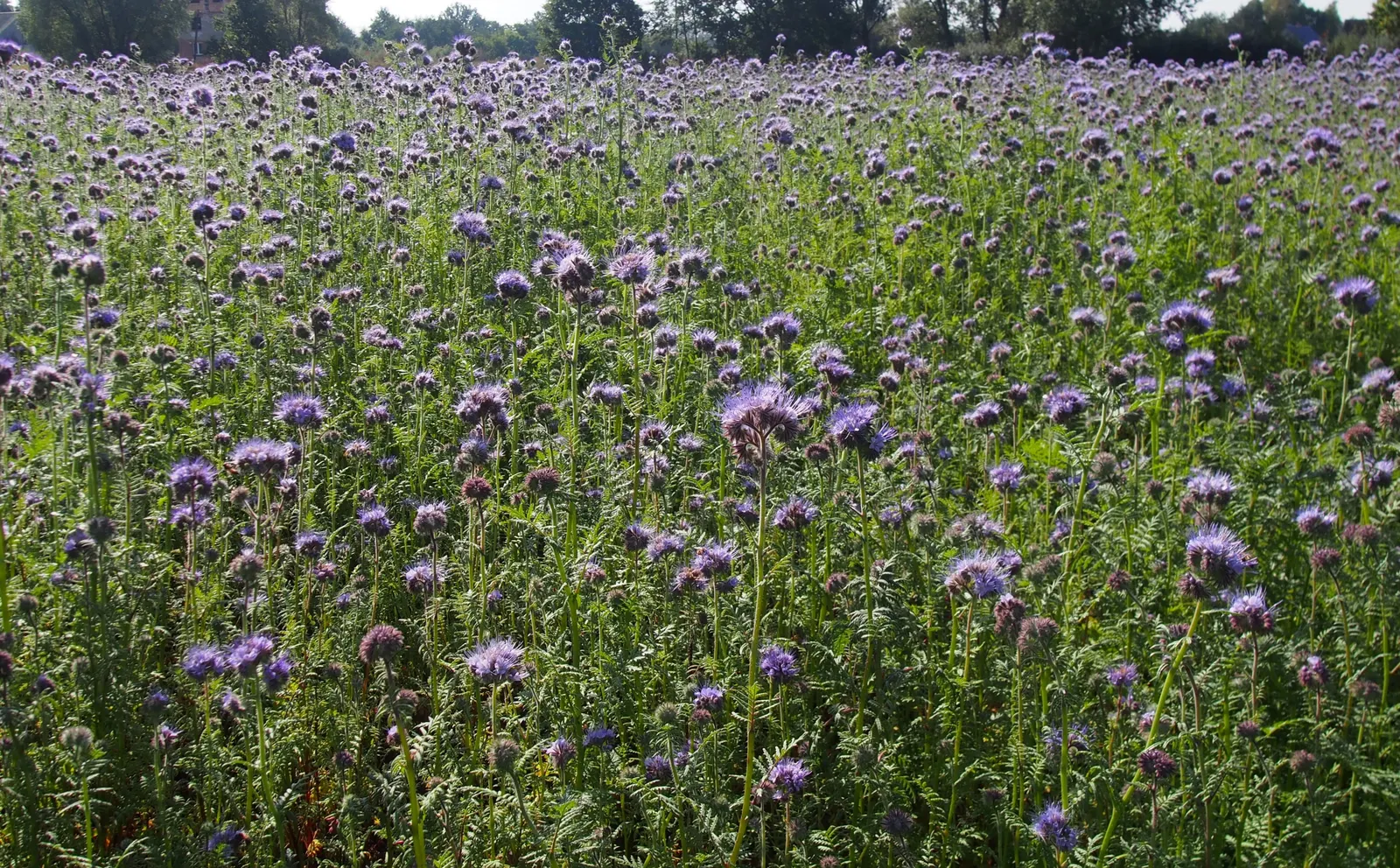 Tansy Leafed Phacelia (Phacelia Tanacetifolia) — it attracts bees and beneficial insects, image 113