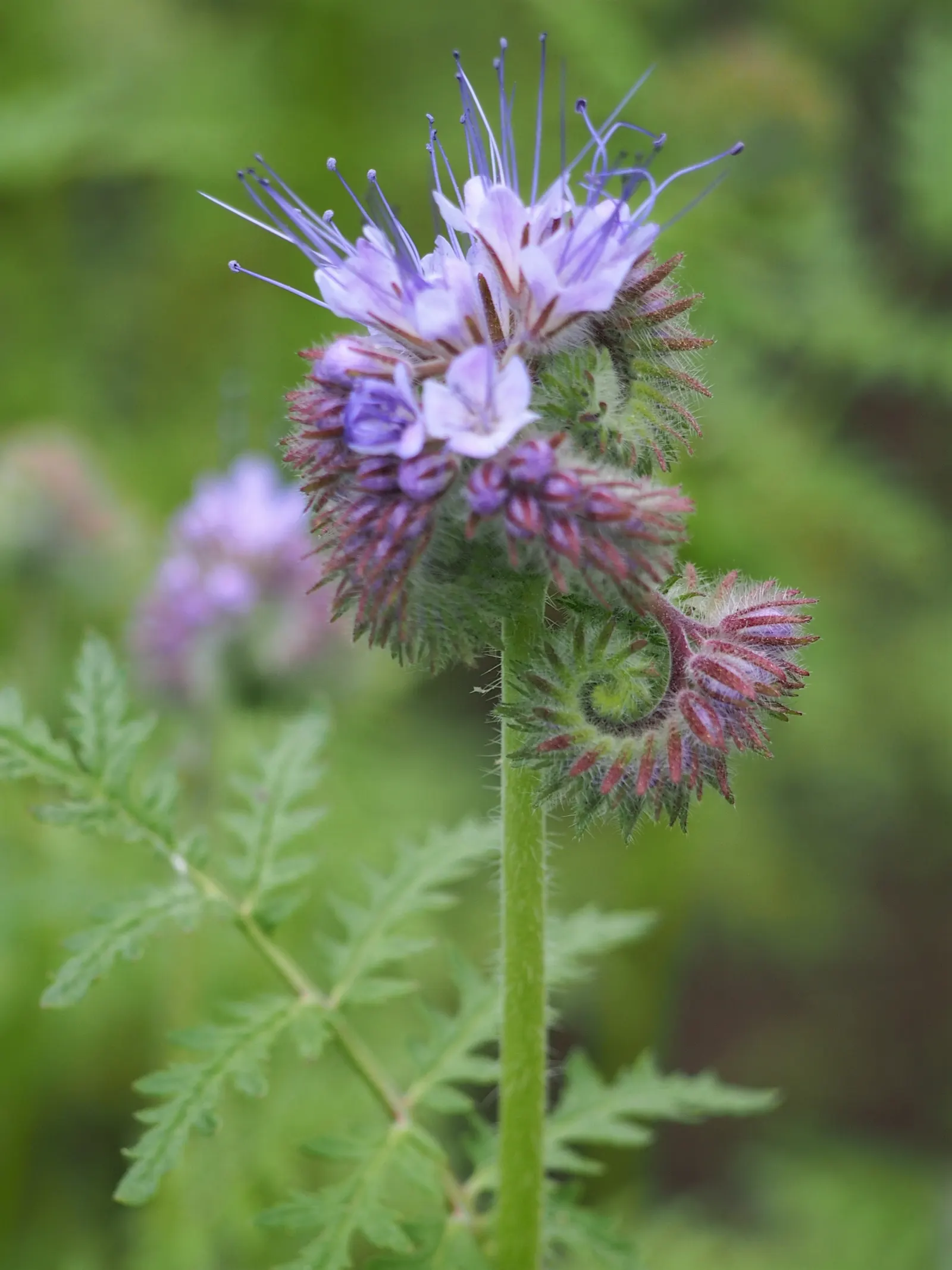 Tansy Leafed Phacelia (Phacelia Tanacetifolia) — it reaches a height of 1 to 2 feet and a spread of up to 1 foot; this Phacelia prefers, image 84
