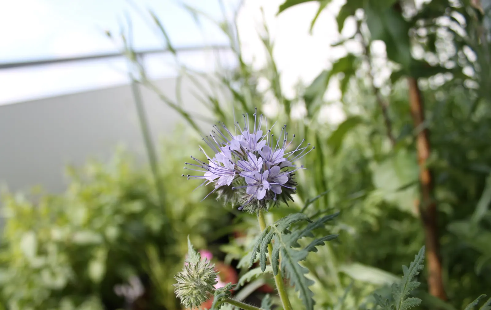 Tansy Leafed Phacelia (Phacelia Tanacetifolia) — Blooming from late spring into summer