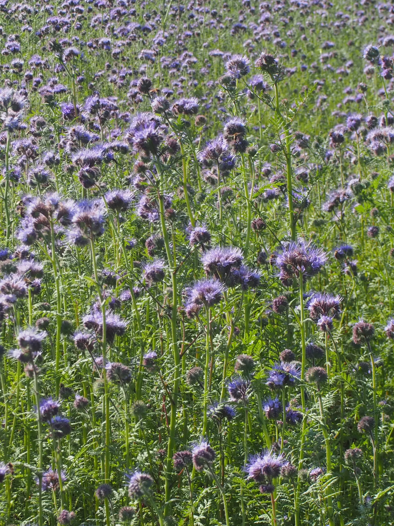Tansy Leafed Phacelia (Phacelia Tanacetifolia) — blue flowers in the garden; this species typically reaches a height of 1 to 2 feet with a similar, image 106