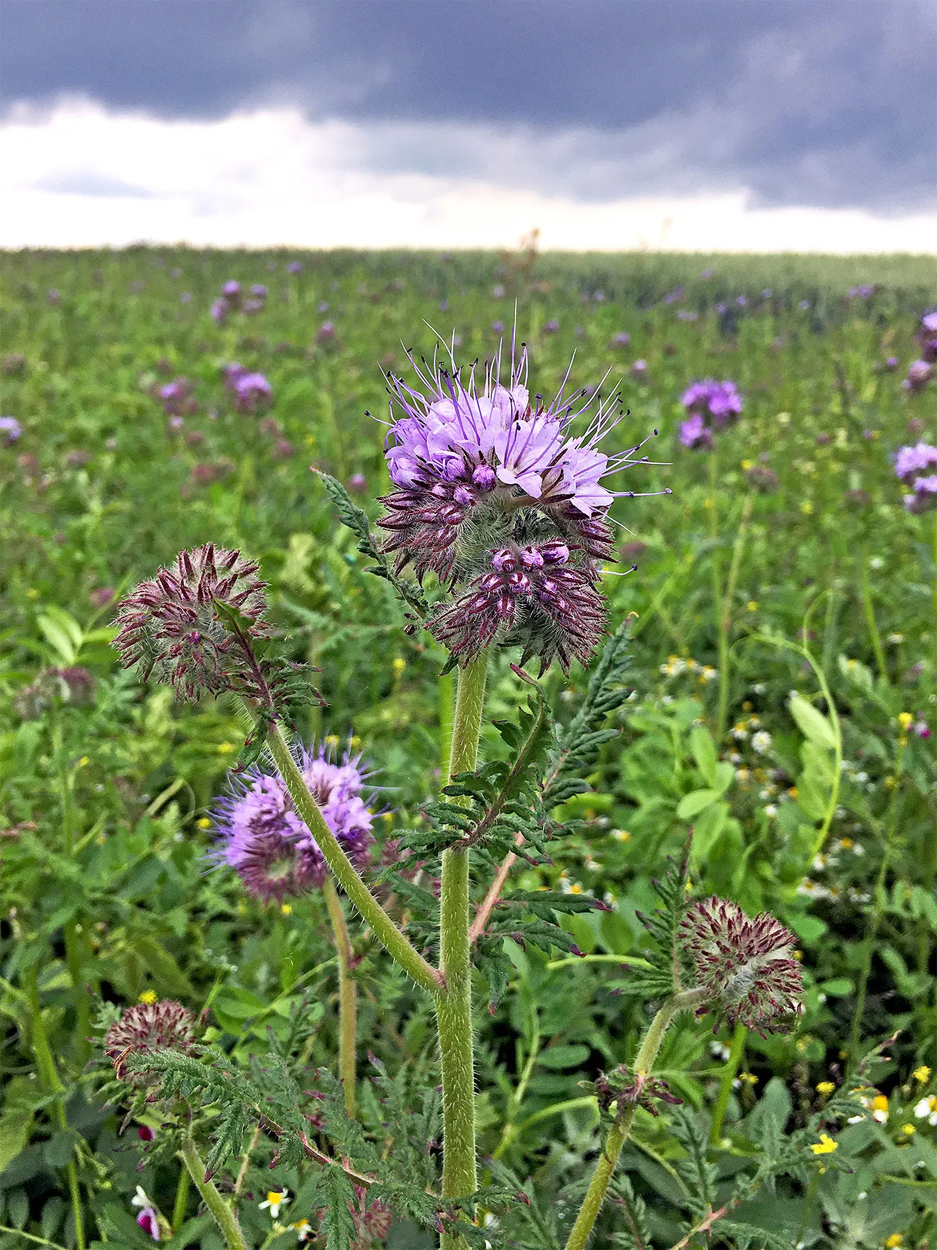 Tansy Leafed Phacelia (Phacelia Tanacetifolia) — it reaches a height of 1 to 2 feet and a spread of up to 1 foot; this Phacelia prefers, image 111