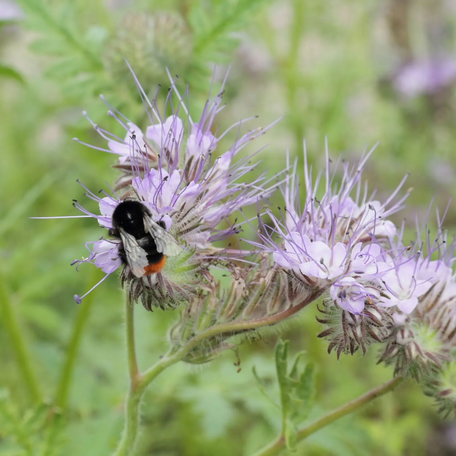 Tansy Leafed Phacelia (Phacelia Tanacetifolia) — Prefers full sun to partial shade in well-drained soils; making it suitable for xeriscapes or, image 115