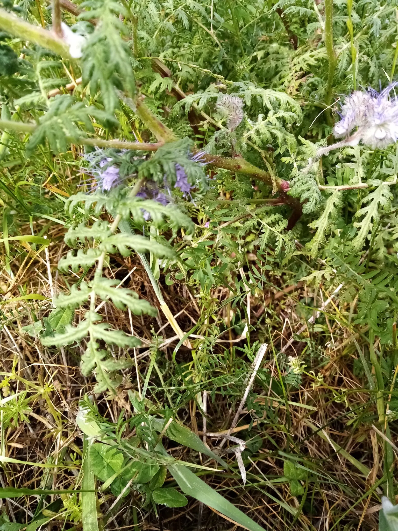 Tansy Leafed Phacelia (Phacelia Tanacetifolia) — annual for full; it's a choice plant to instill a cottage-garden feel or lend softness to, image 108