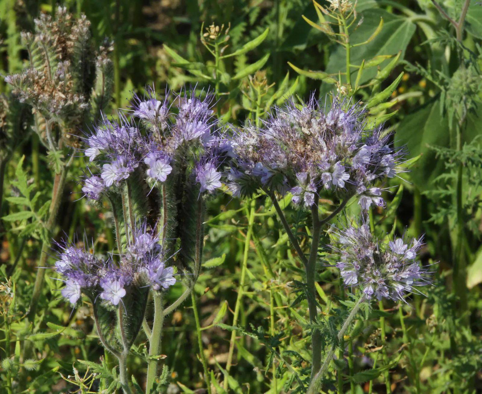 Tansy Leafed Phacelia (Phacelia Tanacetifolia) — thus enhancing the ecosystem value of the garden.<br><br>Adaptable to a variety of soil types