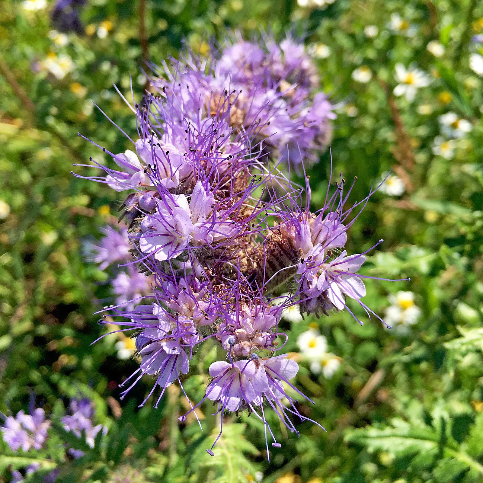 Tansy Leafed Phacelia (Phacelia Tanacetifolia) — making the plant a magnet for beneficial pollinators like bees and butterflies; phacelia, image 97