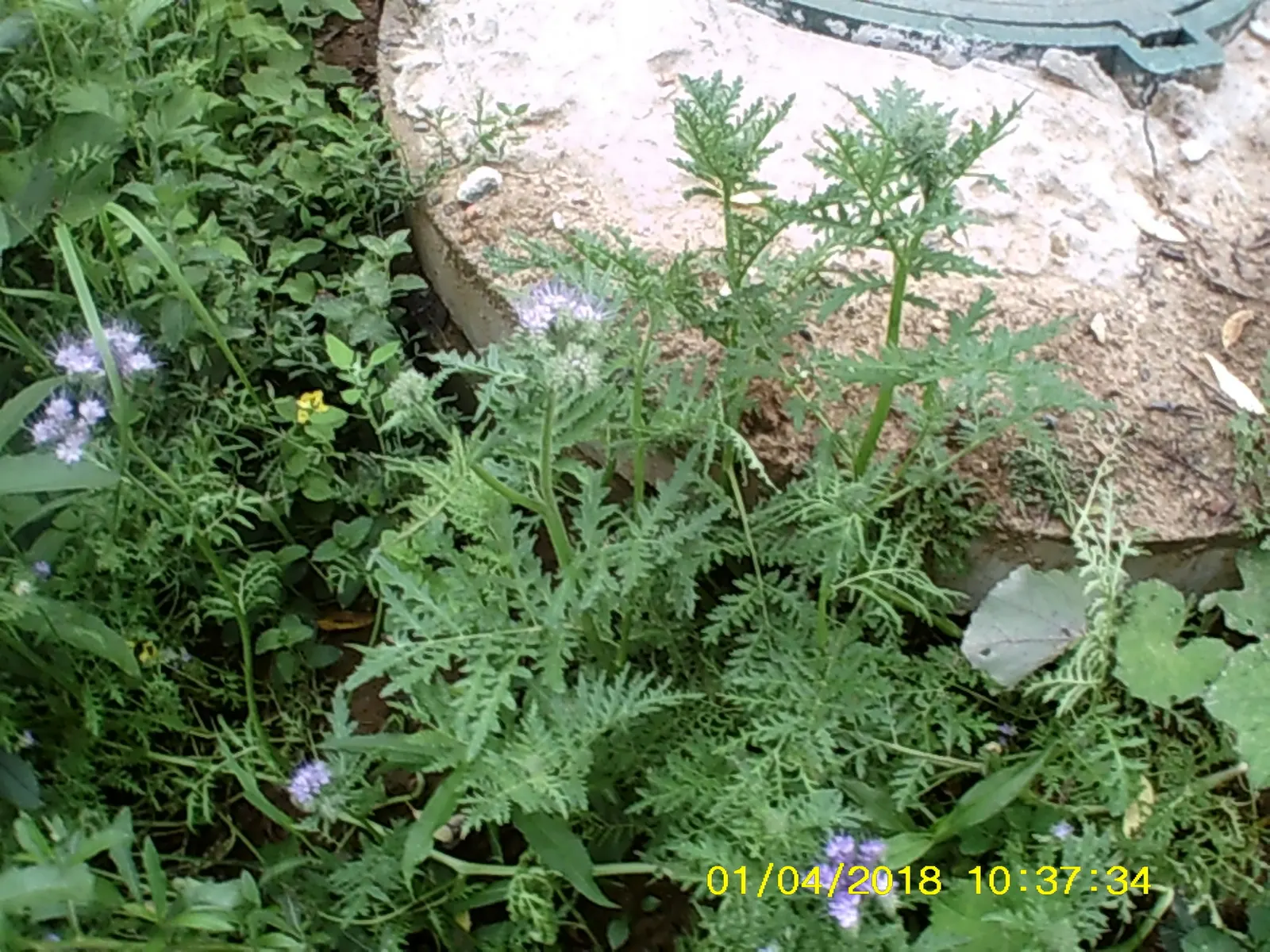 Tansy Leafed Phacelia (Phacelia Tanacetifolia) — making it suitable for xeriscapes or water-wise gardens; though it is not typically, image 73