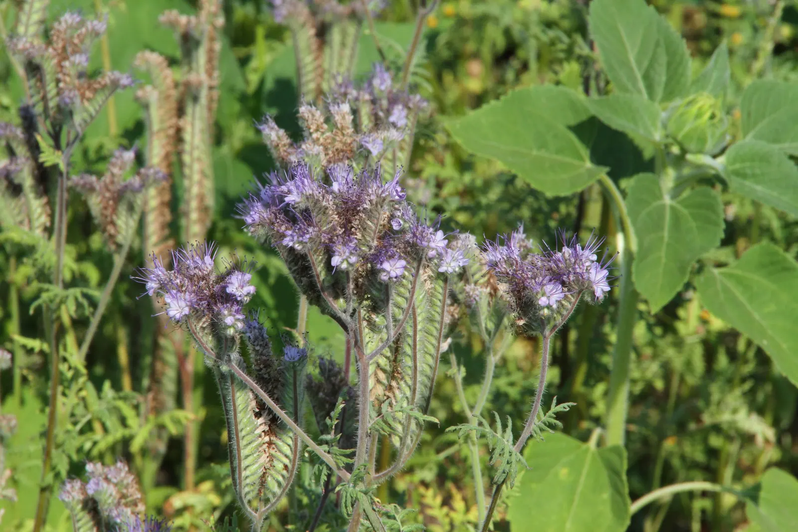 Tansy Leafed Phacelia (Phacelia Tanacetifolia) — is an annual herb that boasts both ornamental appeal and functional benefits in a landscape, image 90