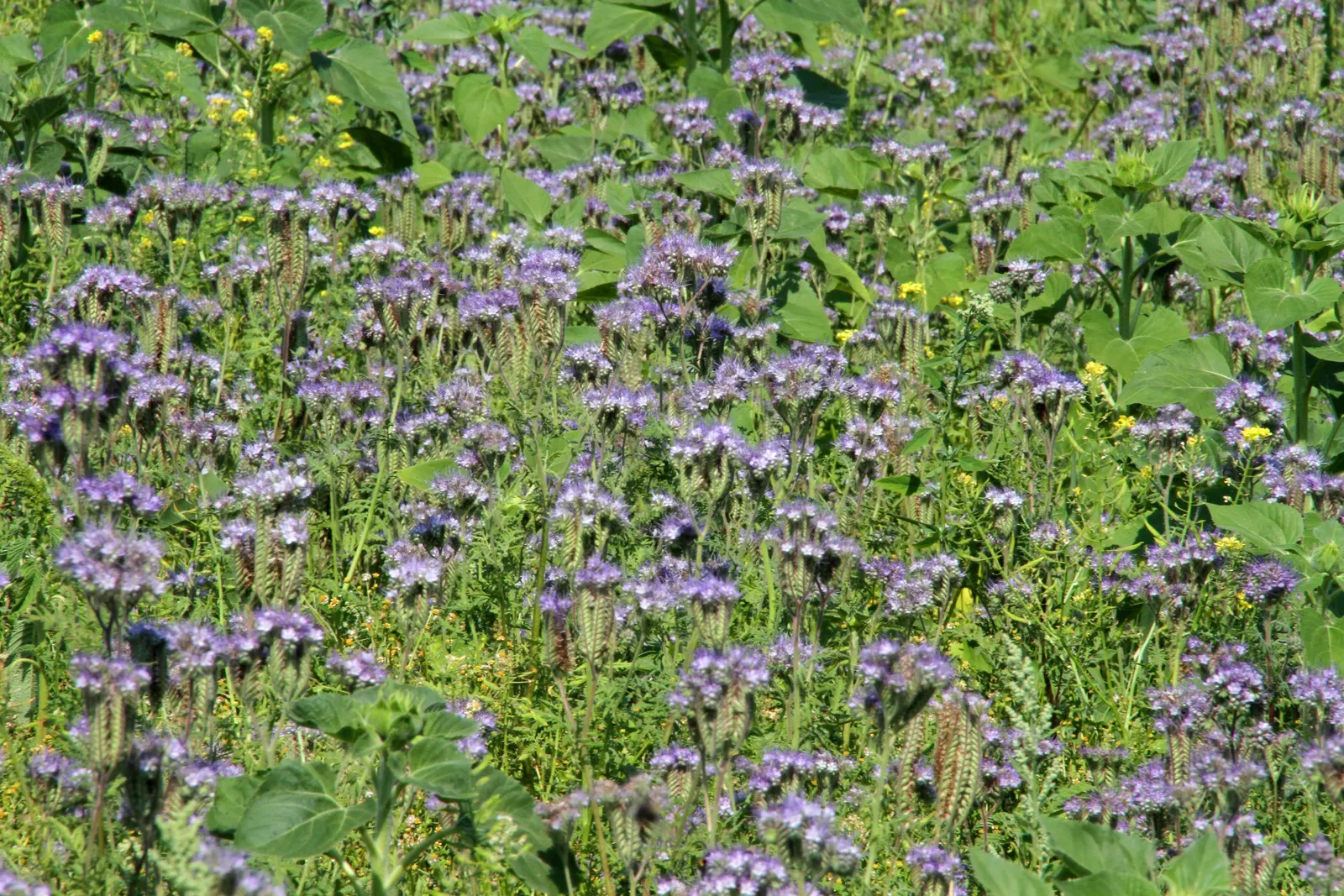 Tansy Leafed Phacelia (Phacelia Tanacetifolia) — blue flowers in the garden; this species typically reaches a height of 1 to 2 feet with a similar spread