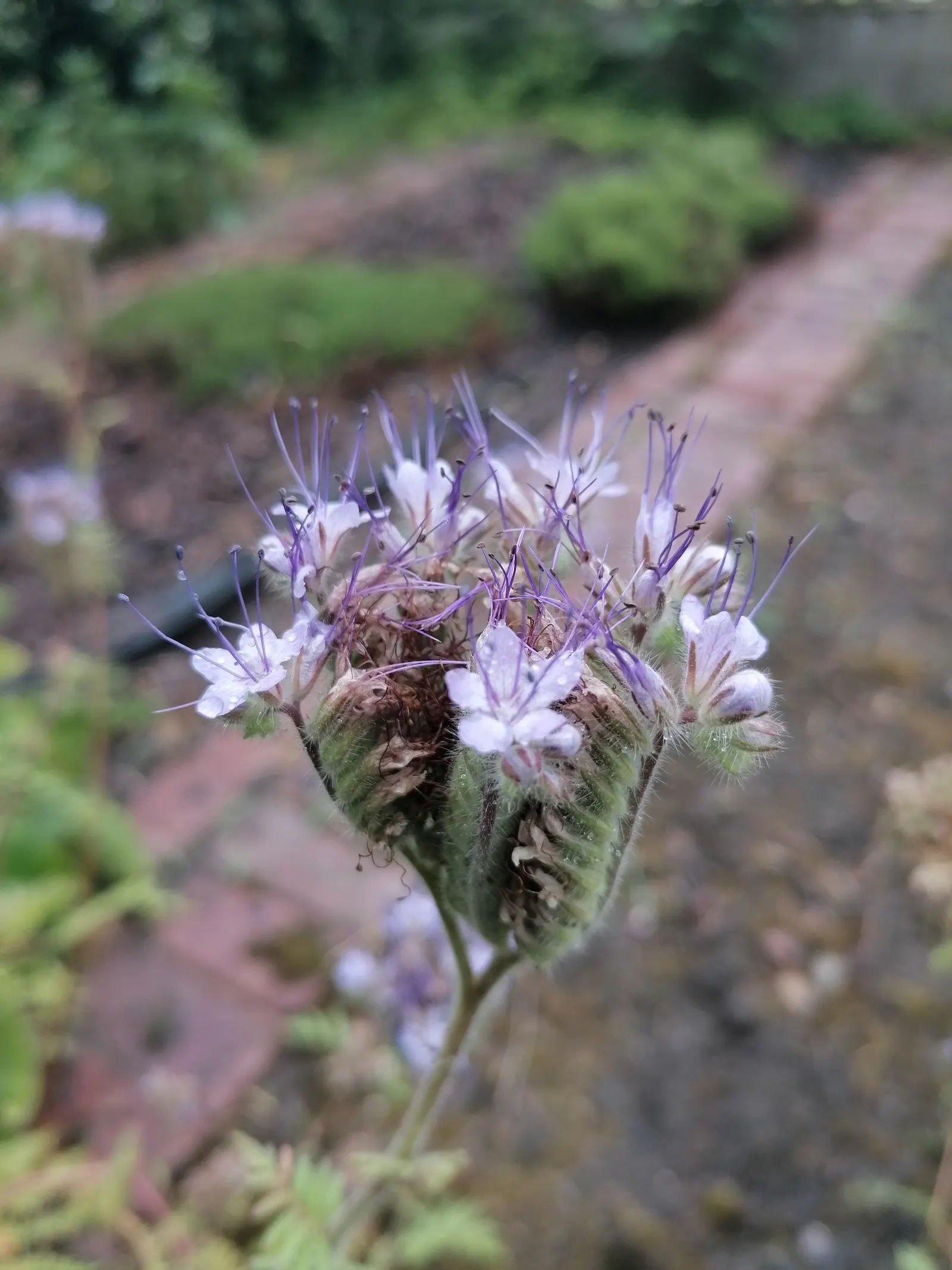 Tansy Leafed Phacelia (Phacelia Tanacetifolia) — annual with blue blooms