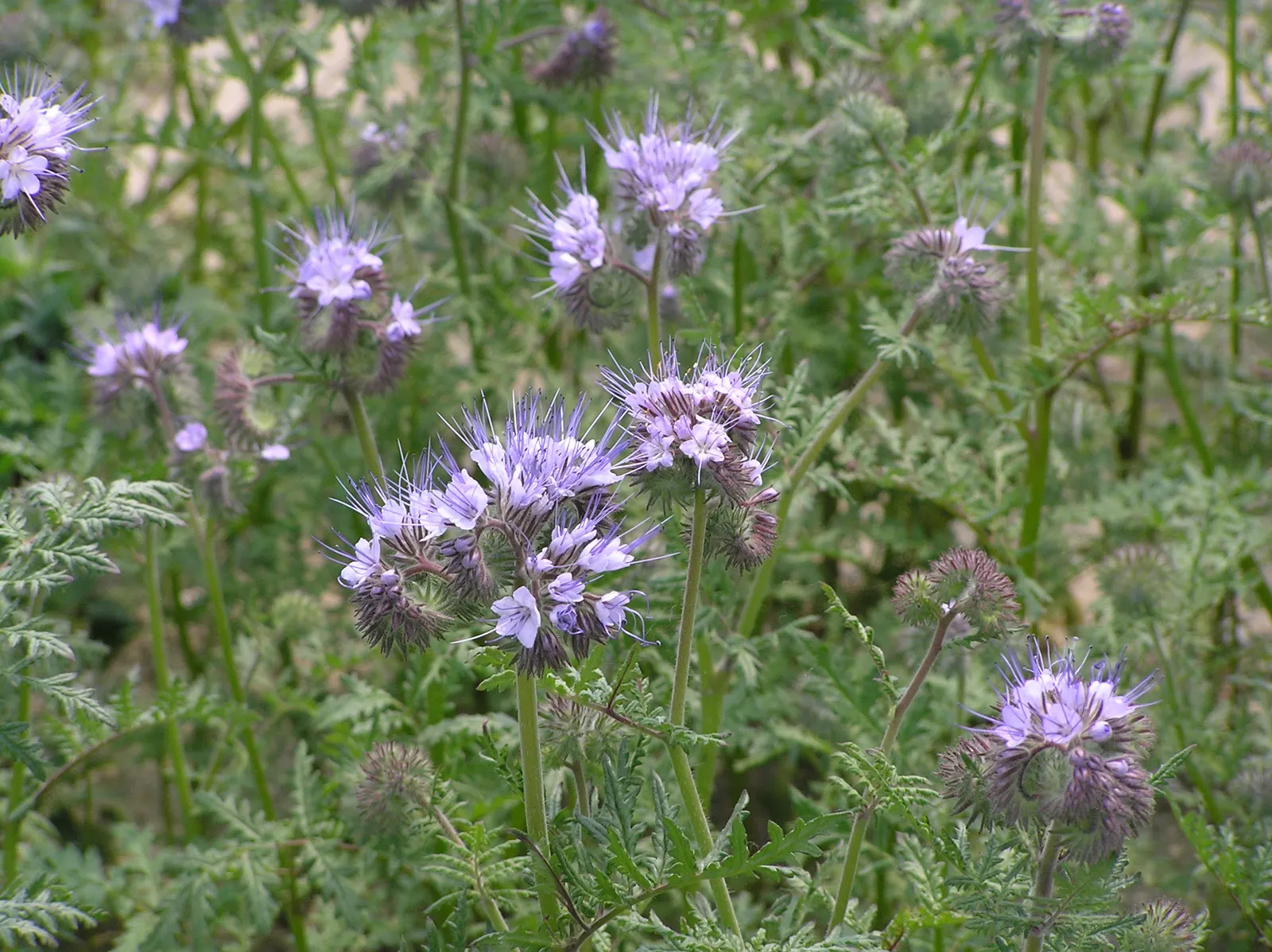 Tansy Leafed Phacelia (Phacelia Tanacetifolia) — making it an excellent choice for ecological gardens; fern-like leaves display a unique, image 87